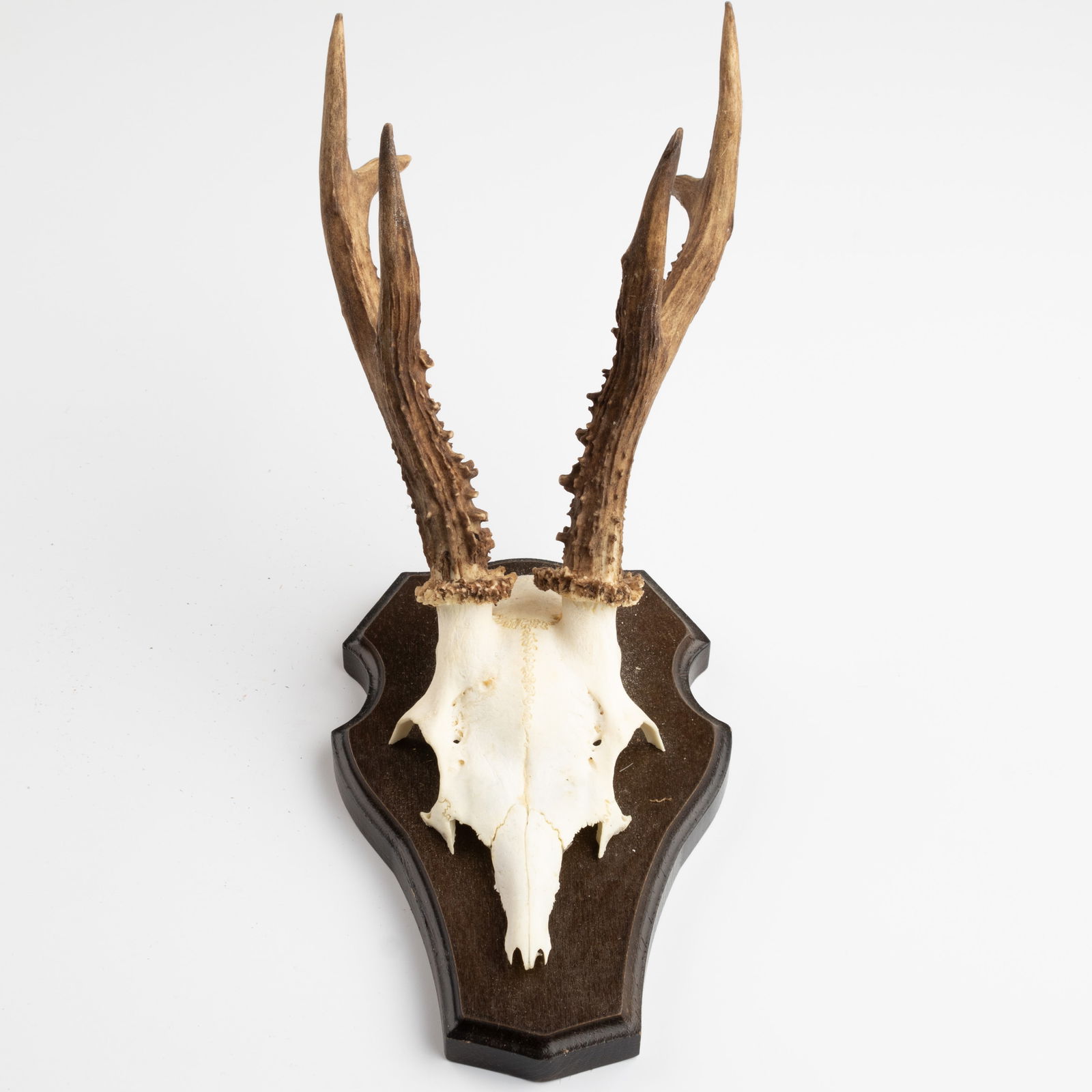 ANTIQUE TAXIDERMY MOUNTED HUNTING ROE DEER SKULL ANTLERS TROPHY (1 of 3)