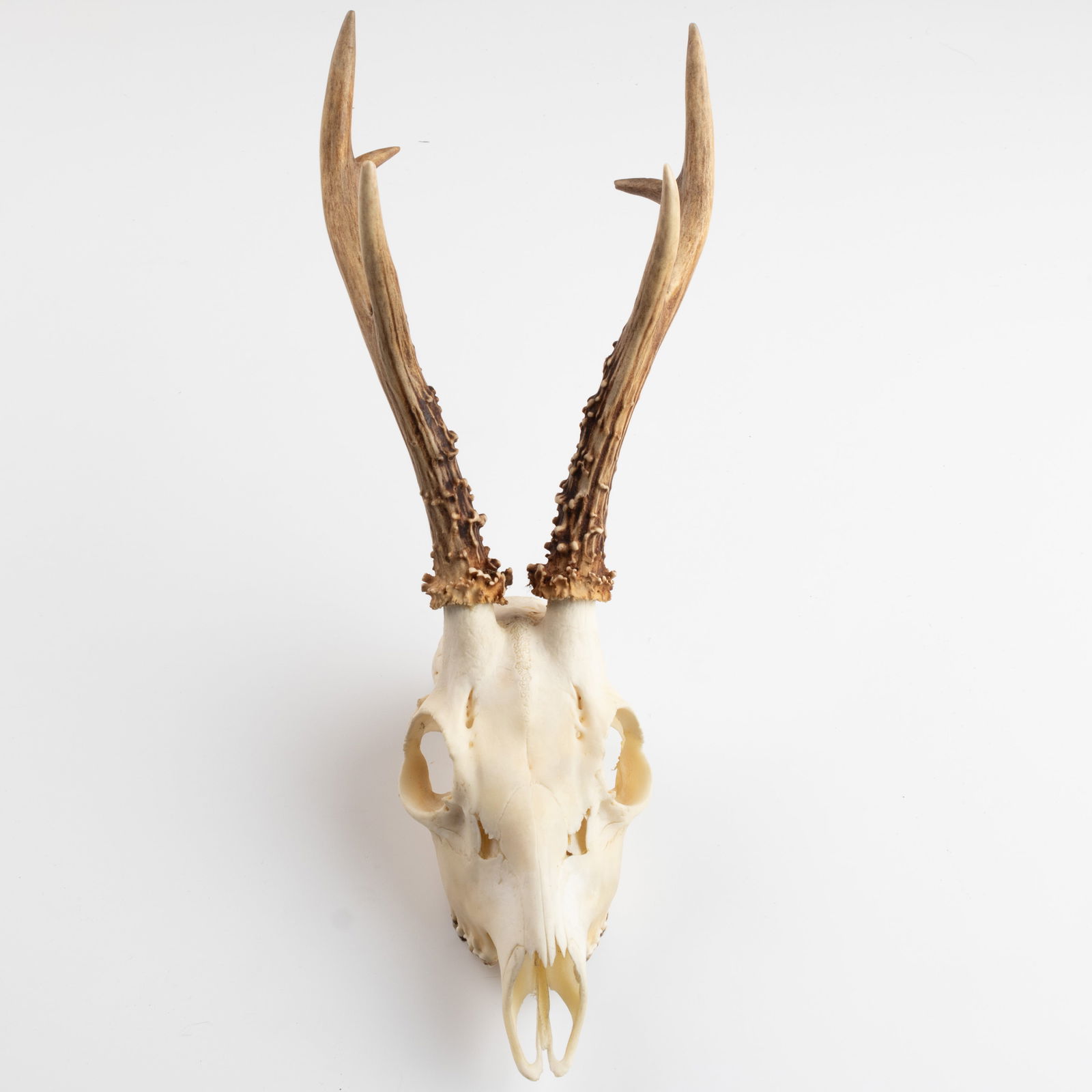 ANTIQUE TAXIDERMY HUNTING ROE DEER SKULL ANTLERS TROPHY (1 of 3)