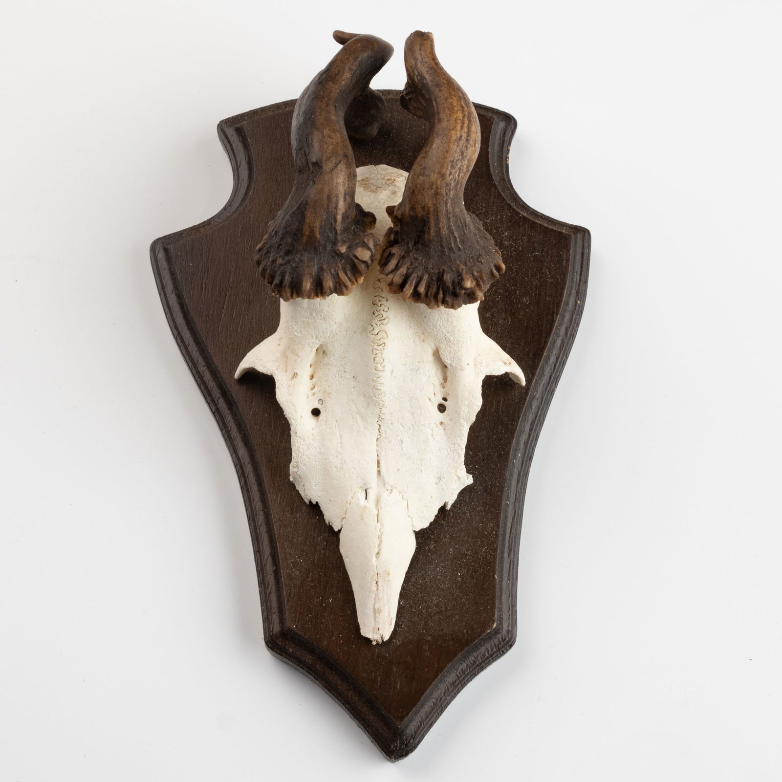 ANTIQUE TAXIDERMY MOUNTED HUNTING ROE DEER SKULL ANTLERS TROPHY (1 of 3)
