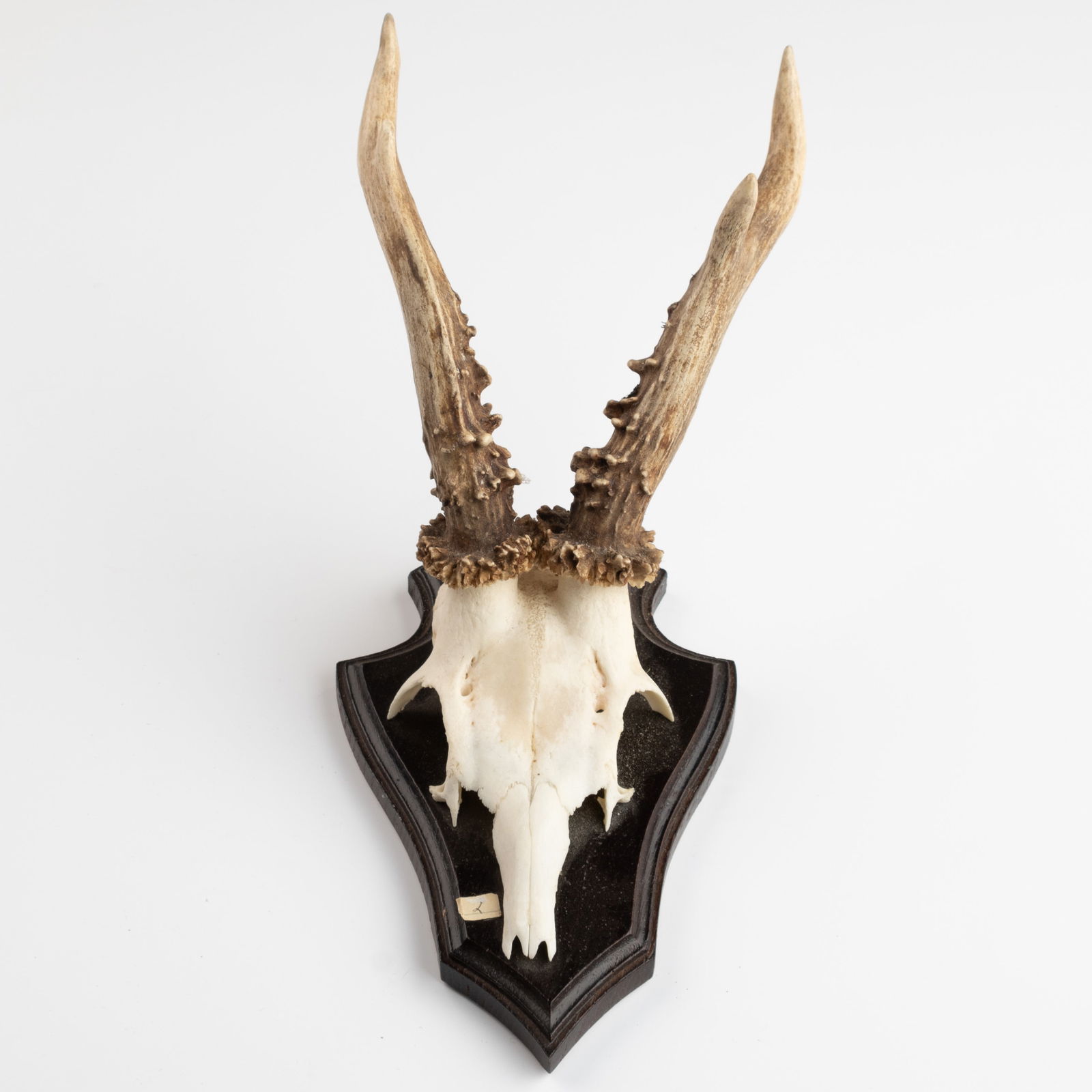 ANTIQUE TAXIDERMY MOUNTED HUNTING ROE DEER SKULL ANTLERS TROPHY (1 of 3)