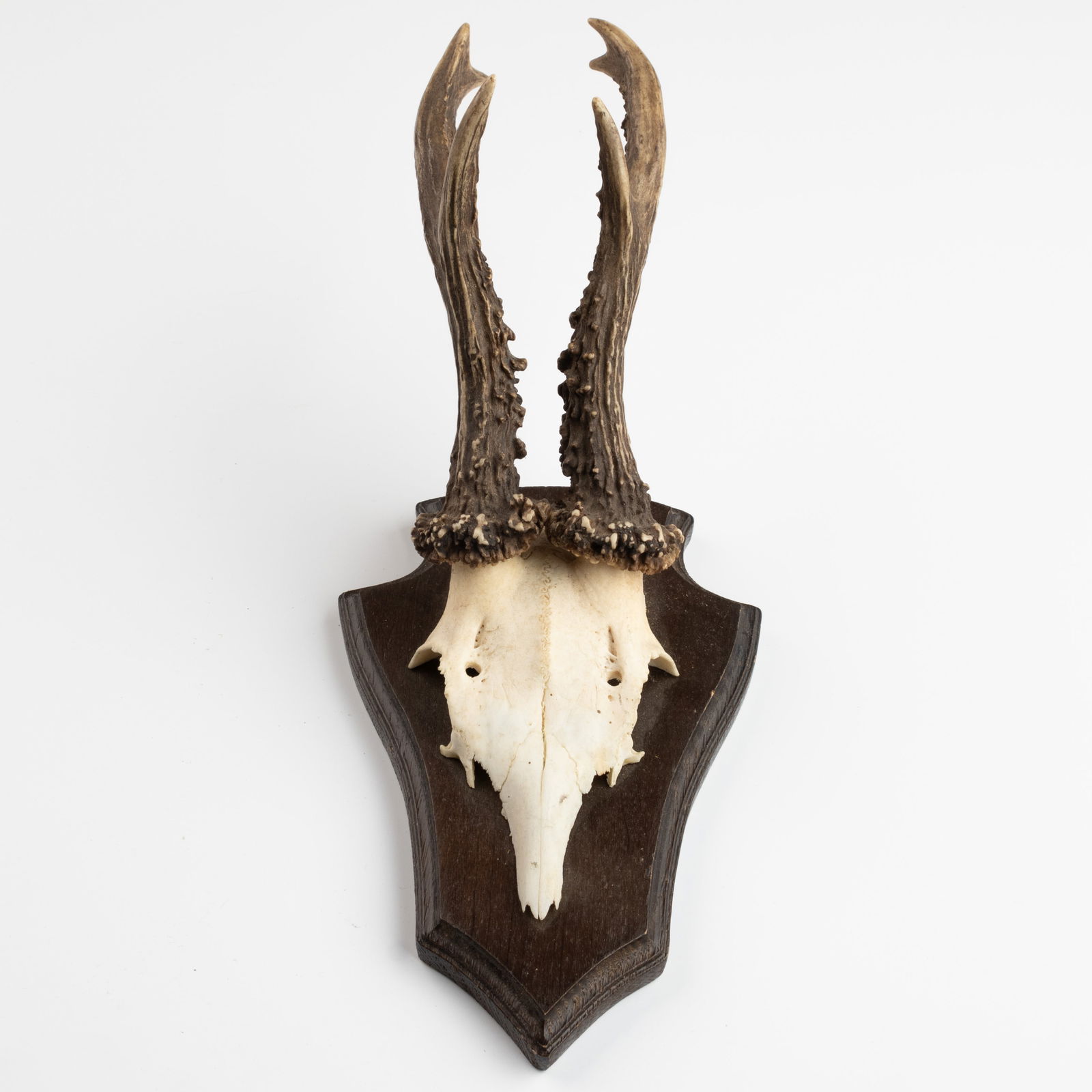 ANTIQUE TAXIDERMY MOUNTED HUNTING ROE DEER SKULL ANTLERS TROPHY (1 of 3)