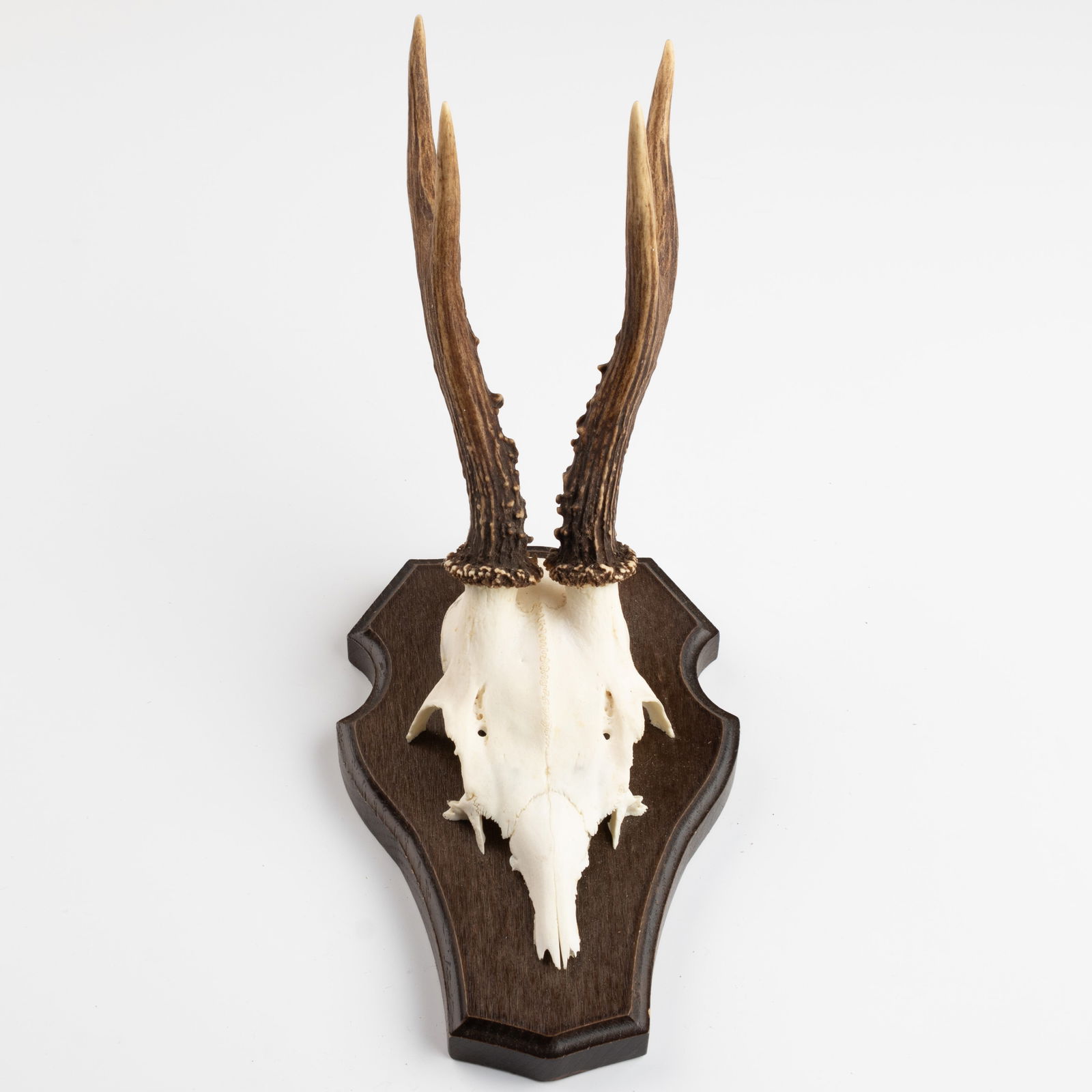 ANTIQUE TAXIDERMY MOUNTED HUNTING ROE DEER SKULL ANTLERS TROPHY (1 of 3)