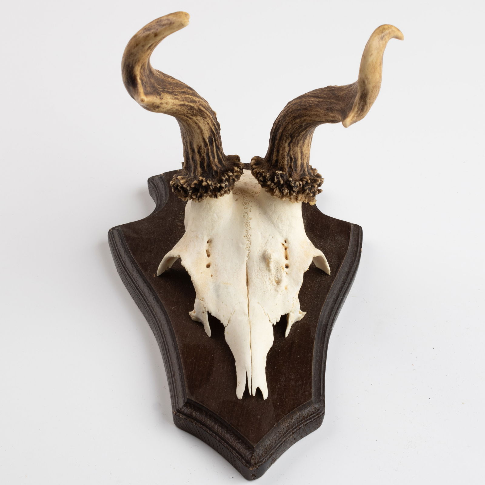 ANTIQUE TAXIDERMY MOUNTED HUNTING ROE DEER SKULL ANTLERS TROPHY (1 of 3)