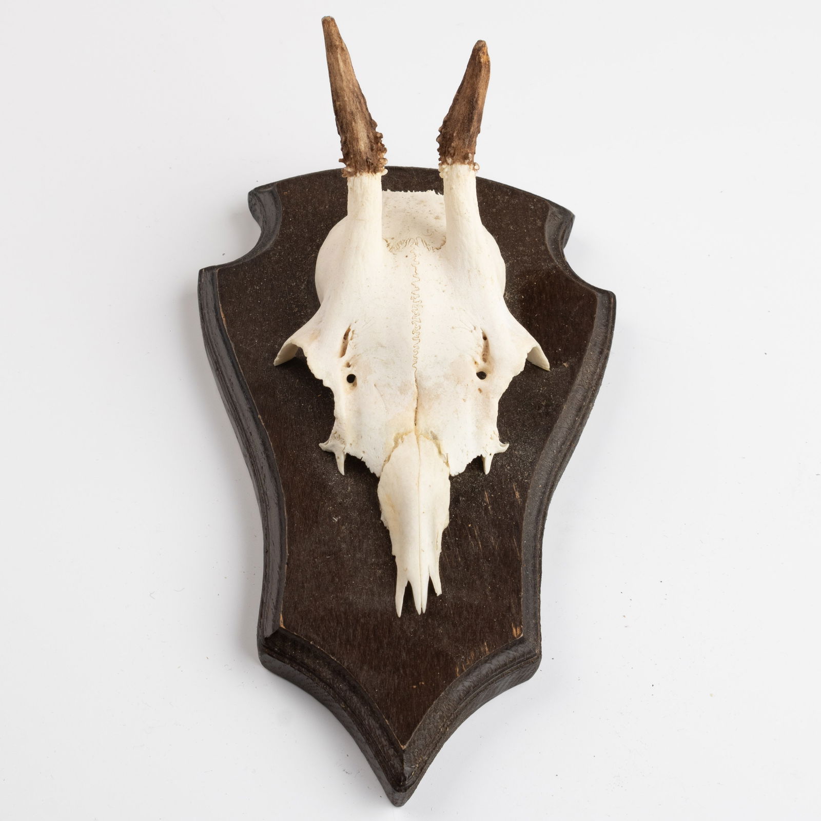 ANTIQUE TAXIDERMY MOUNTED HUNTING ROE DEER SKULL ANTLERS TROPHY (1 of 3)