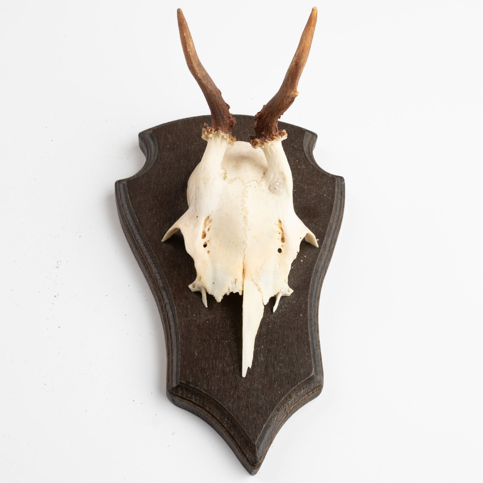 ANTIQUE TAXIDERMY MOUNTED HUNTING ROE DEER SKULL ANTLERS TROPHY (1 of 3)