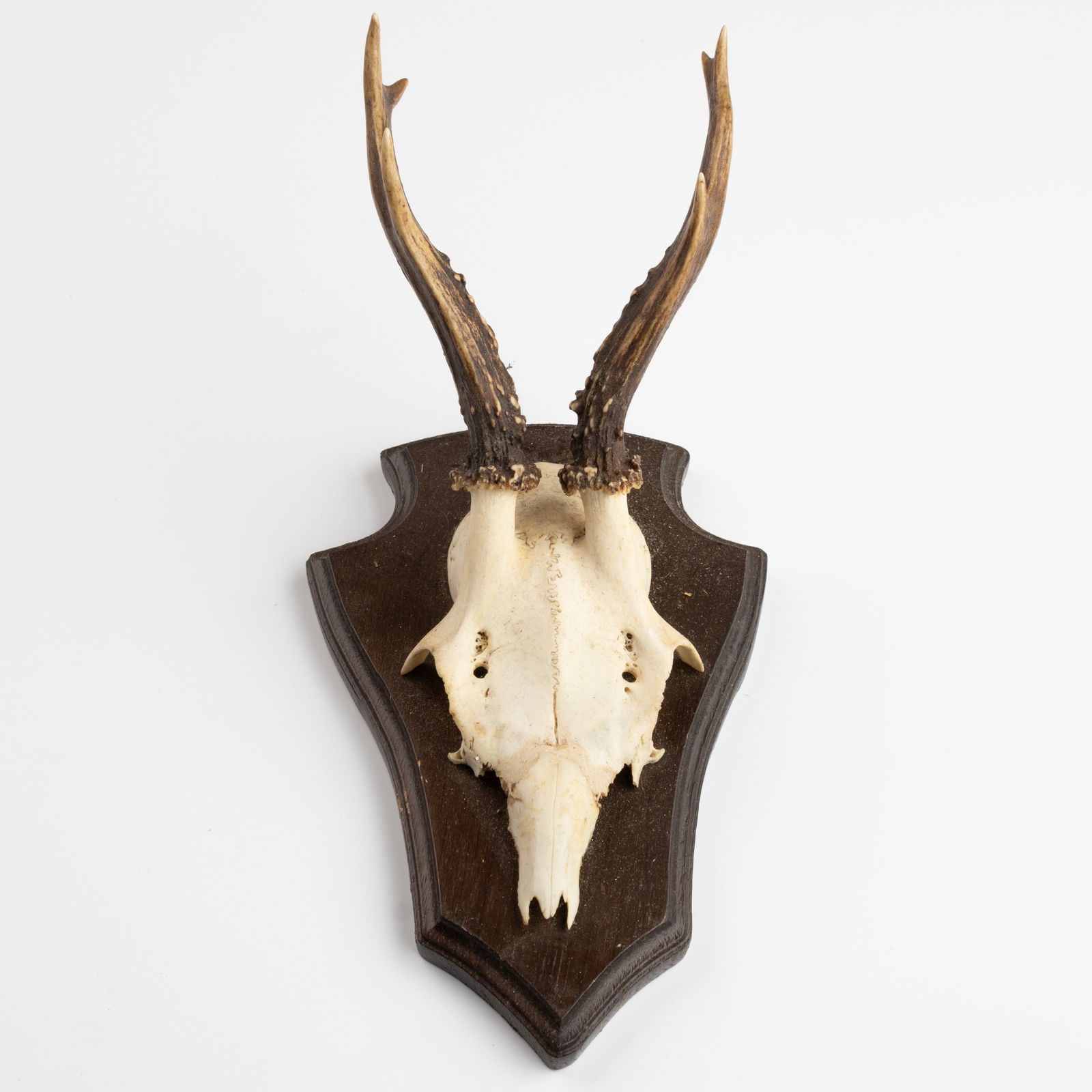 ANTIQUE TAXIDERMY MOUNTED HUNTING ROE DEER SKULL ANTLERS TROPHY (1 of 3)