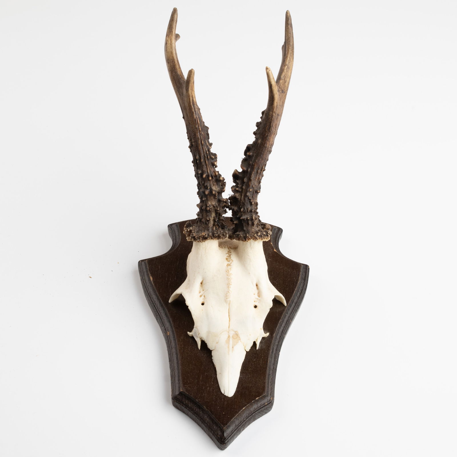 ANTIQUE TAXIDERMY MOUNTED HUNTING ROE DEER SKULL ANTLERS TROPHY (1 of 3)