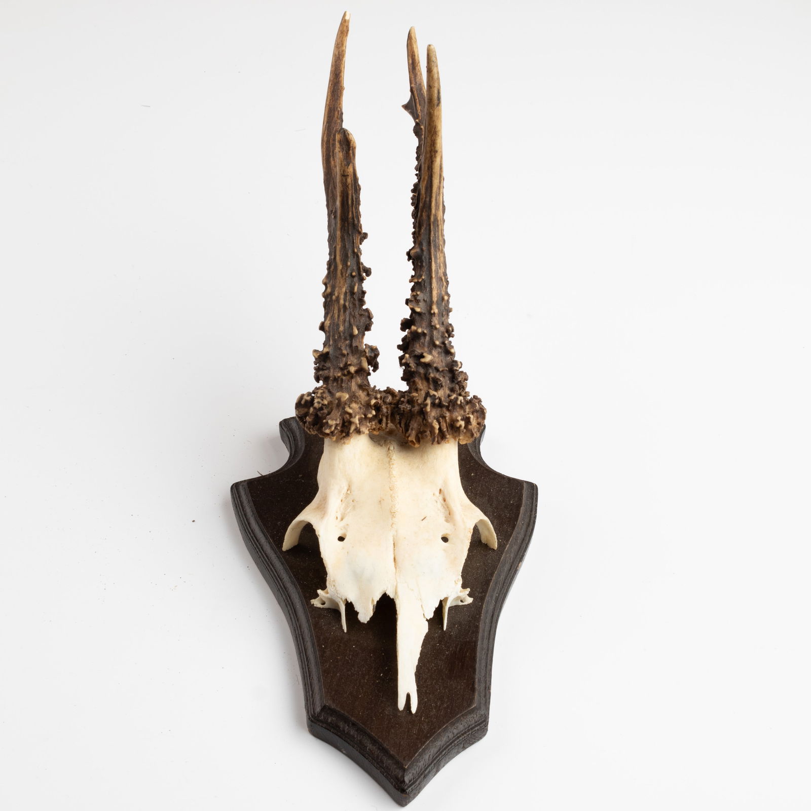 ANTIQUE TAXIDERMY MOUNTED HUNTING ROE DEER SKULL ANTLERS TROPHY (1 of 3)