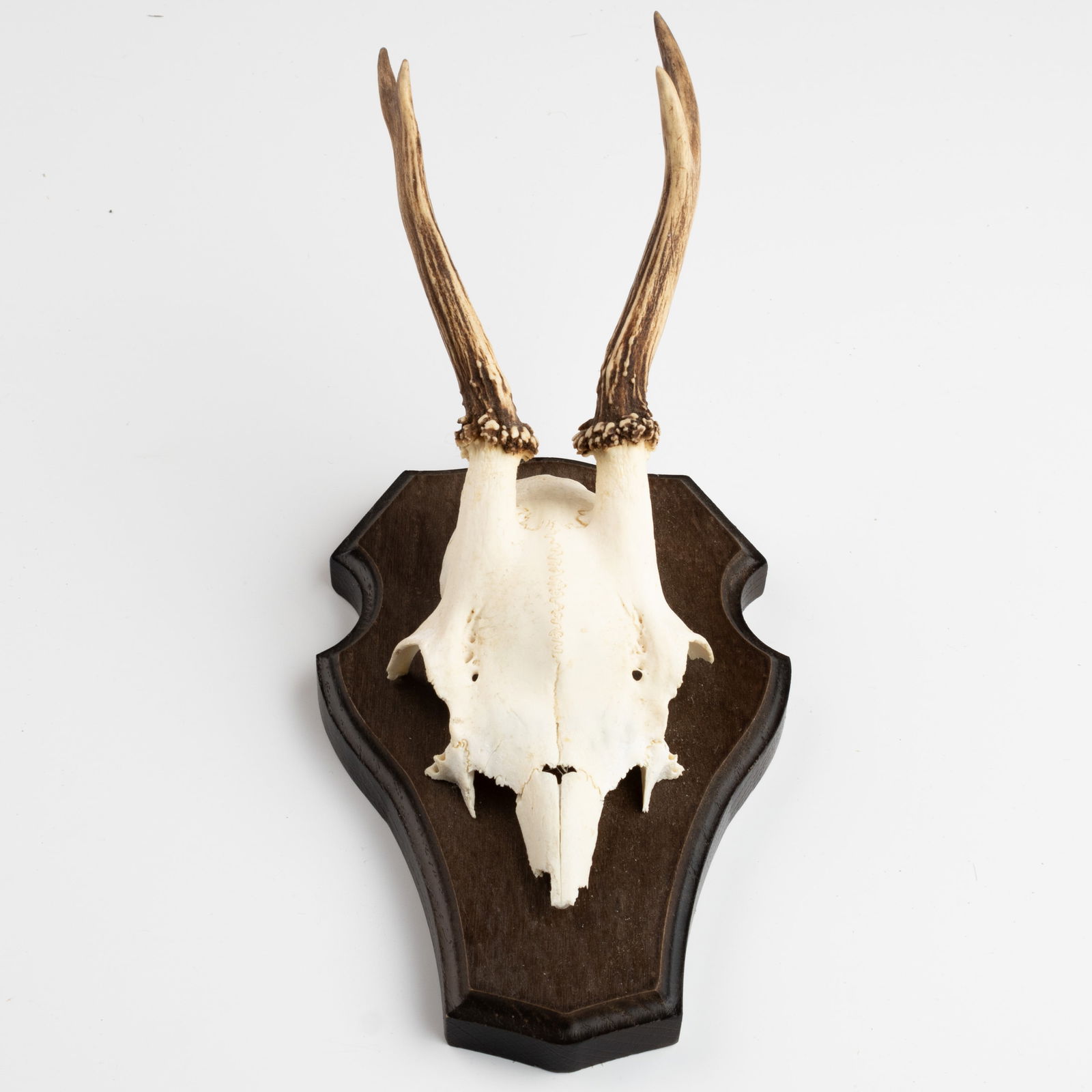 ANTIQUE TAXIDERMY MOUNTED HUNTING ROE DEER SKULL ANTLERS TROPHY (1 of 3)