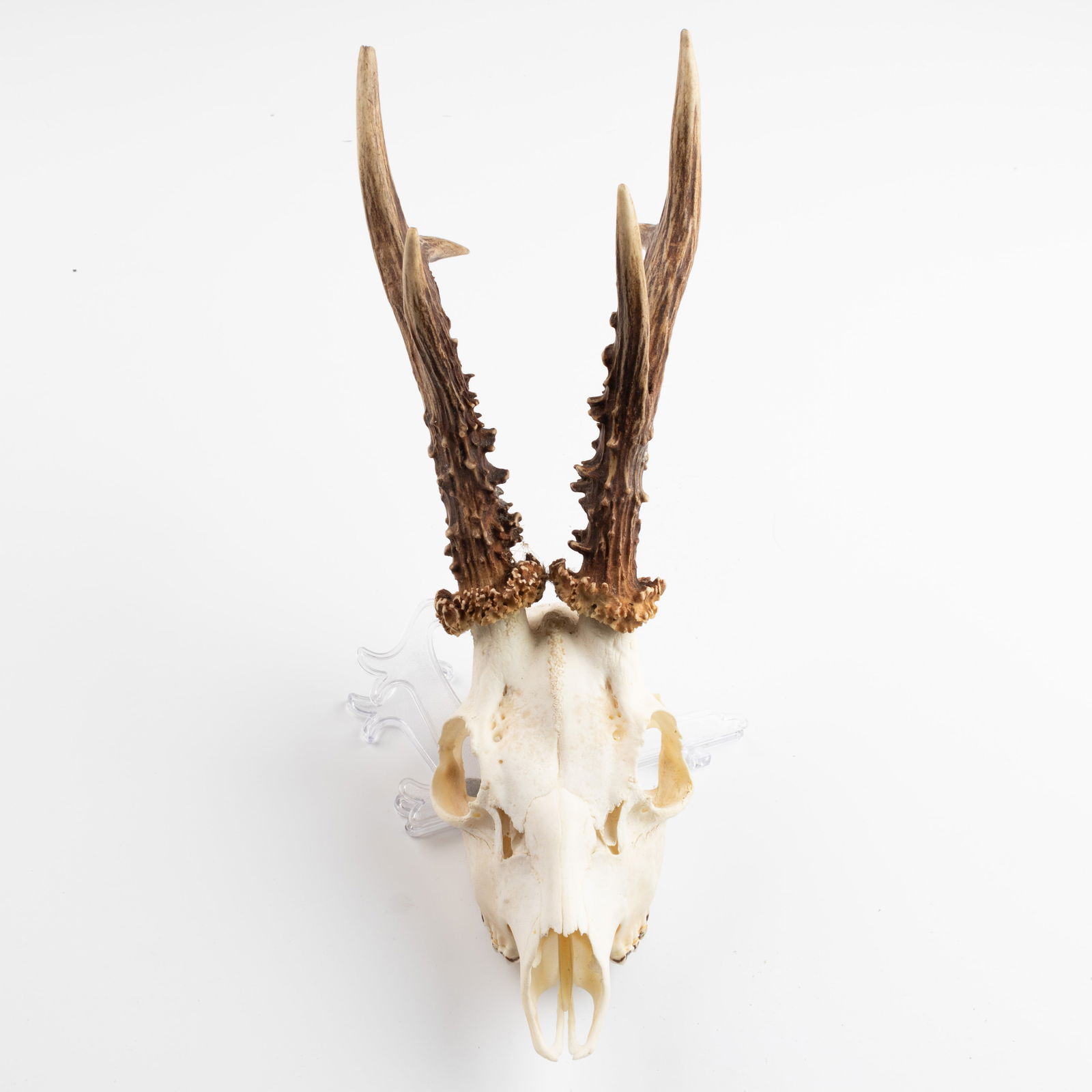 ANTIQUE TAXIDERMY HUNTING ROE DEER SKULL ANTLERS TROPHY (1 of 3)