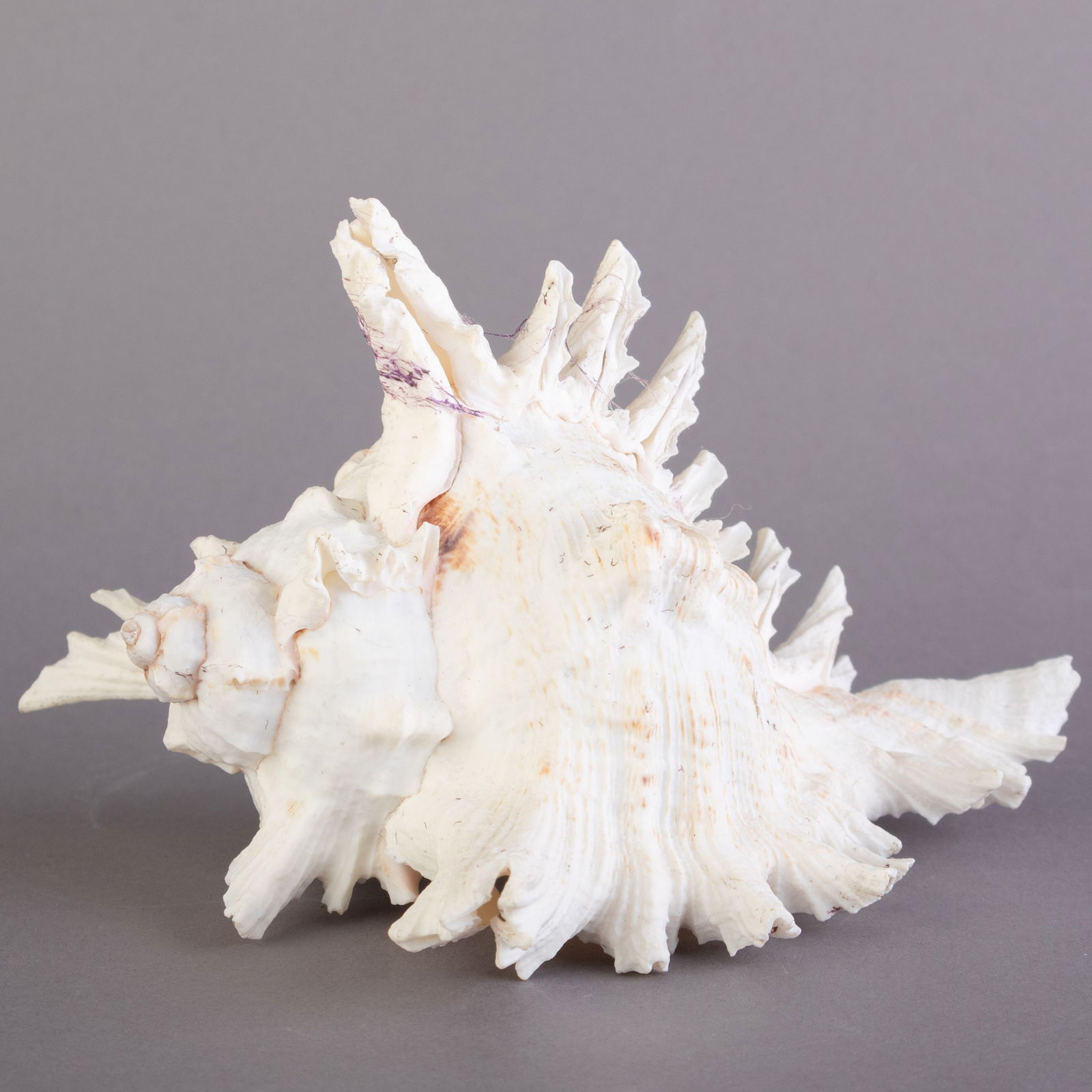 ANTIQUE MUREX NATURAL WHITE SEASHELL SHELL (1 of 4)