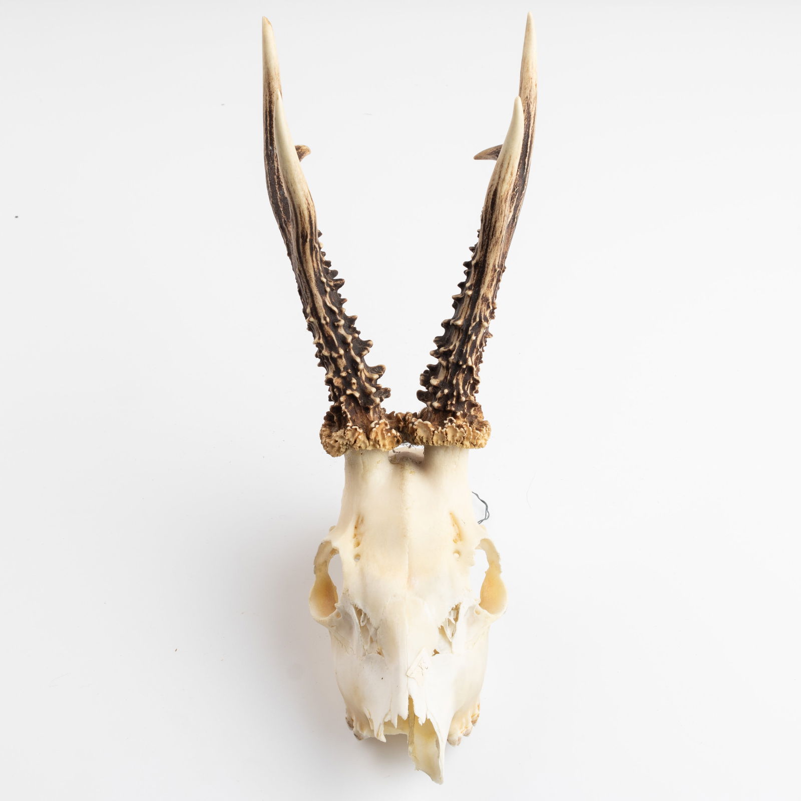 ANTIQUE TAXIDERMY HUNTING ROE DEER SKULL ANTLERS TROPHY (1 of 3)