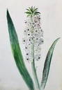 Botanical Study, ca 1900, Watercolour