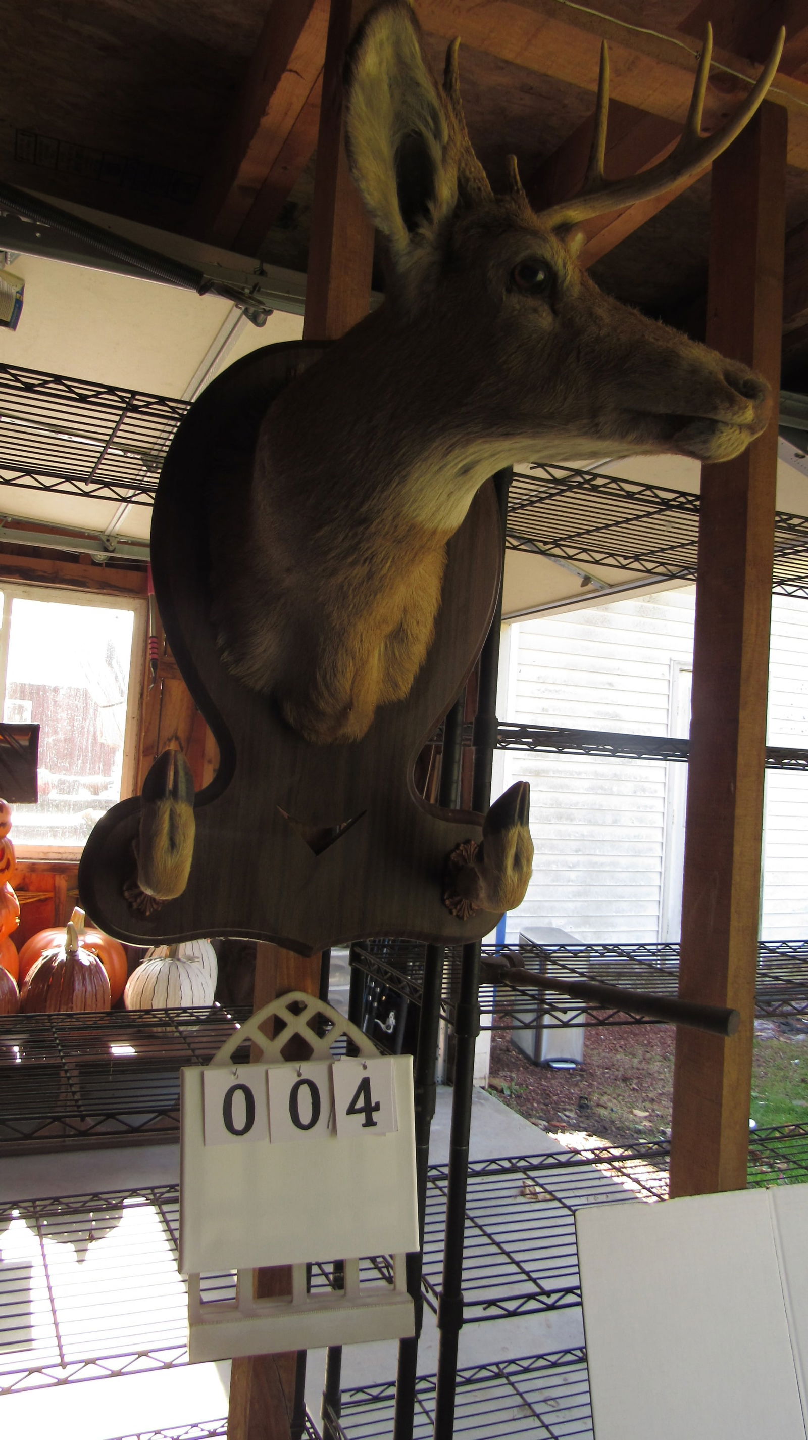 8-Point Whitetail Buck Full Head & Antlers Gun Rack: Up for auction is a unique 8-point whitetail buck full head and antlers mounted on a custom gun rack. This impressive display not only showcases the majestic features of the buck but also serves as a