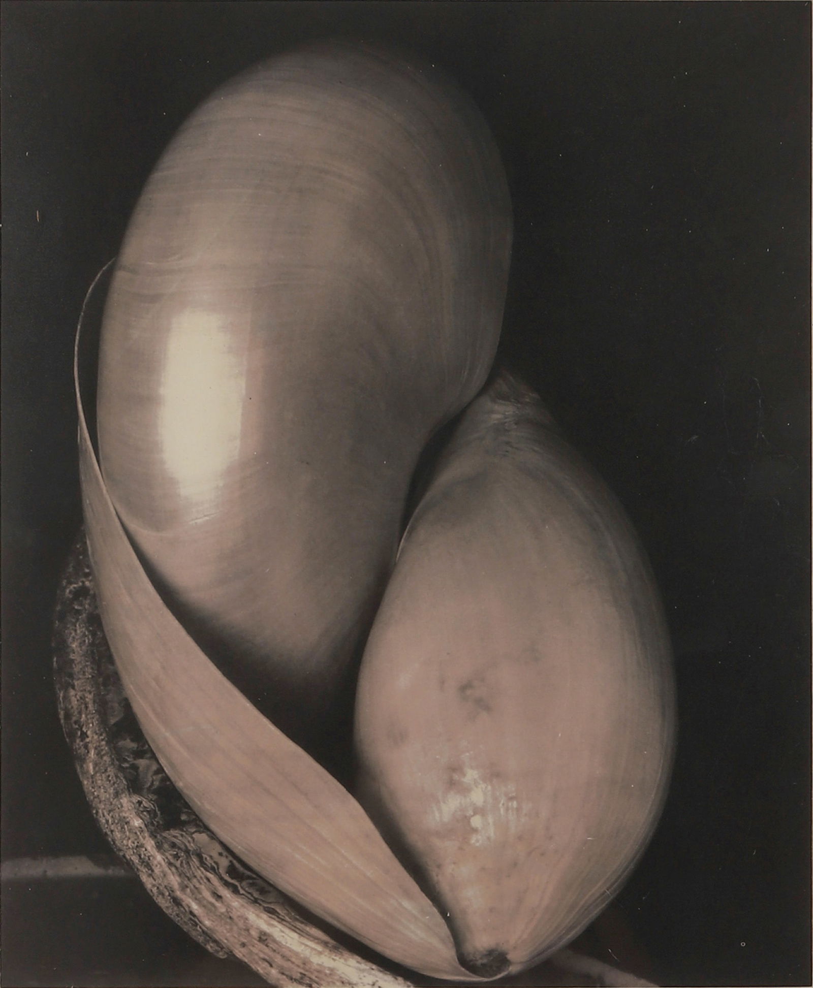 EDWARD WESTON, TWO SHELLS, 1927 (1 of 4)