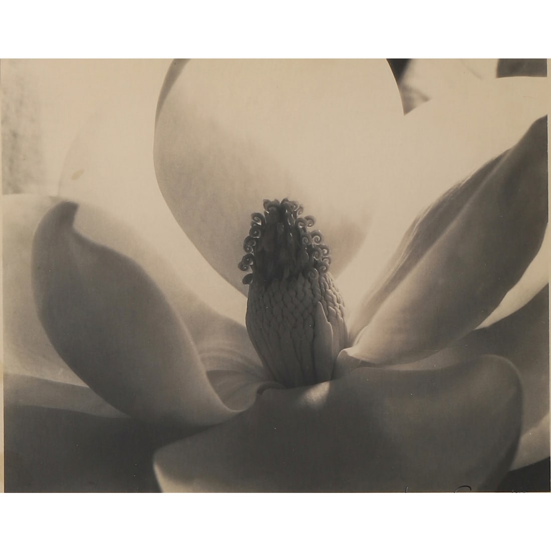 MAGNOLIA BLOSSOM (PHOTOGRAPHED BY IMOGEN CUNNINGHAM): Artist Imogen Cunningham Title MAGNOLIA BLOSSOM (PHOTOGRAPHED BY IMOGEN CUNNINGHAM) Medium Gelatin silver print, mounted on board Signature Pencil-signed “Imogen Cunningham” at the lower right