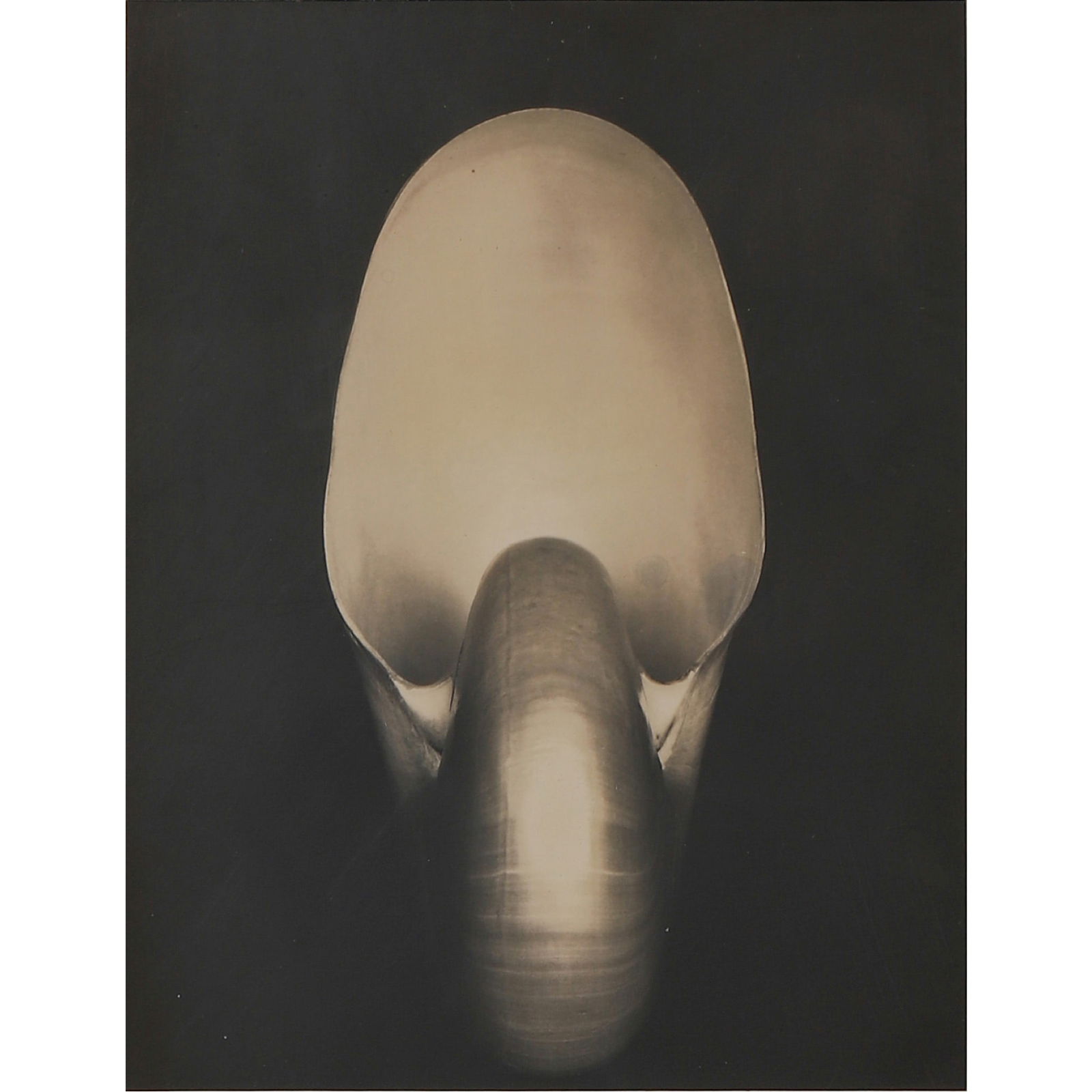 SHELL(PHOTOGRAPHED BY EDWARD WESTON) (1 of 4)