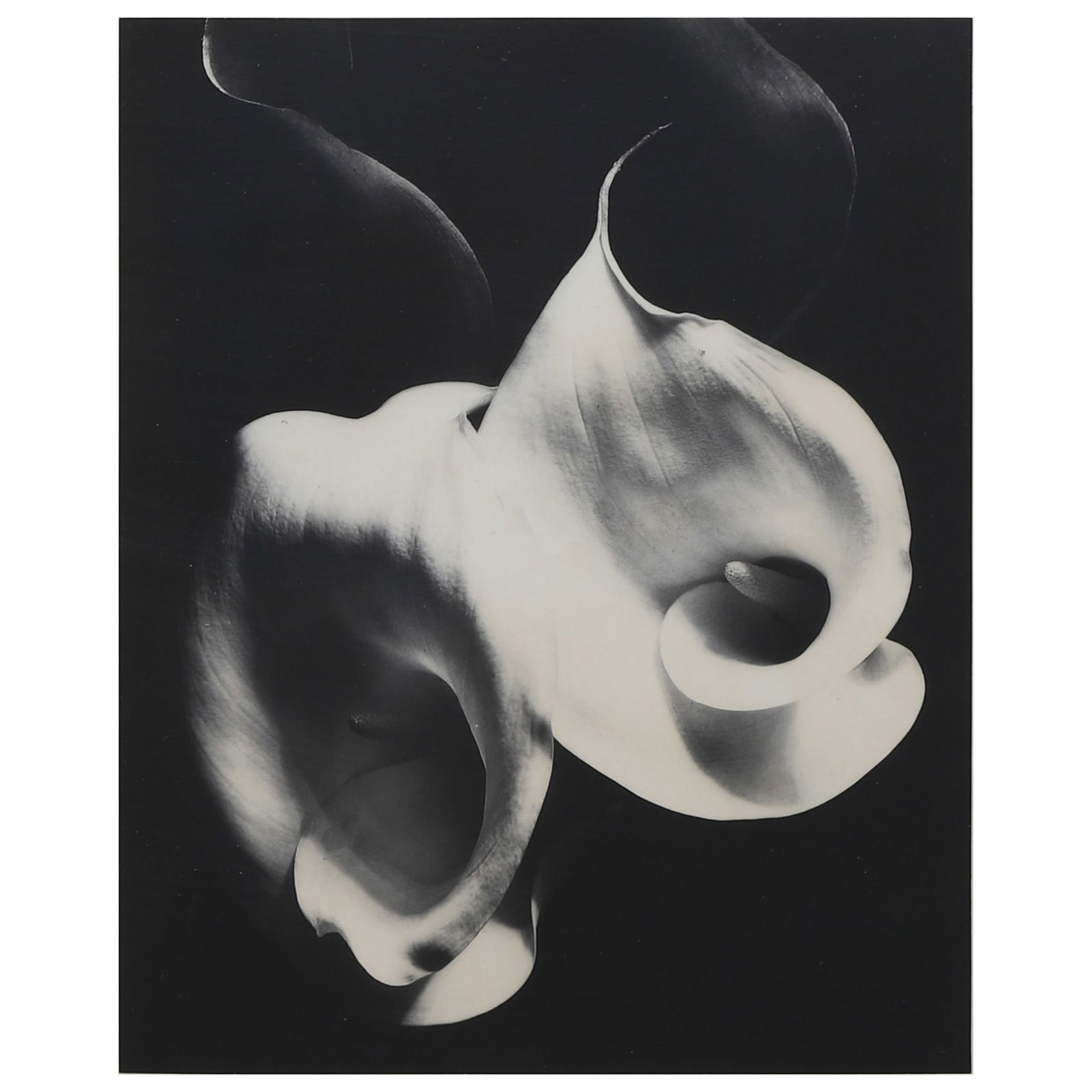 IMOGEN CUNNINGHAM (1883–1976) TWO CALLAS (1 of 3)