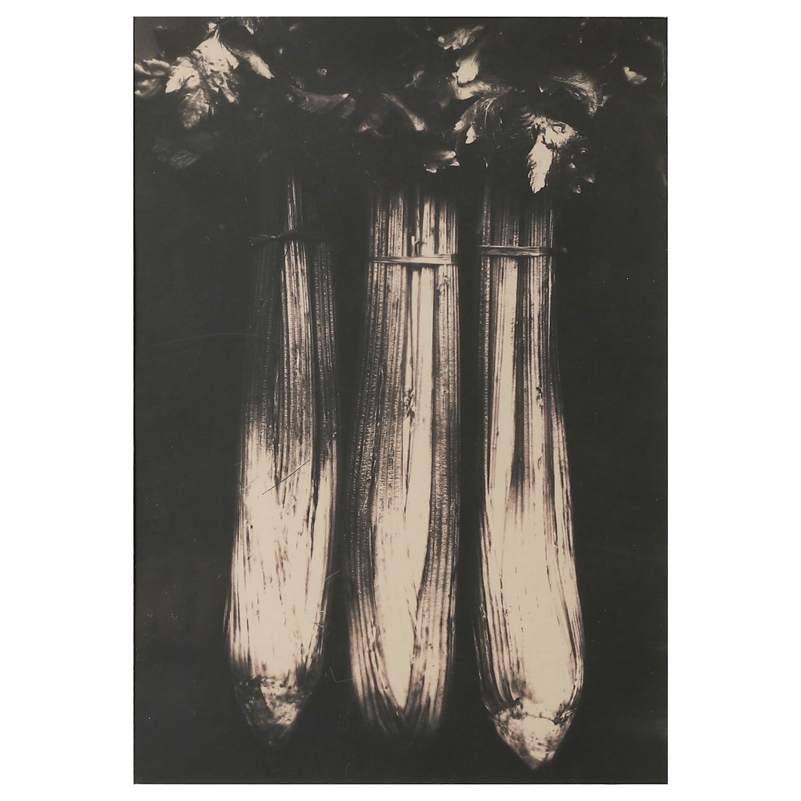 EDWARD WESTON (1886–1958) CELERY: Artist EDWARD WESTON / COLE WESTON Title: Shell Material: Gelatin silver print, mounted on board Signature/Mark: Artist’s stamp and signed in pencil “Cole Weston” on the reverse Dimensions P