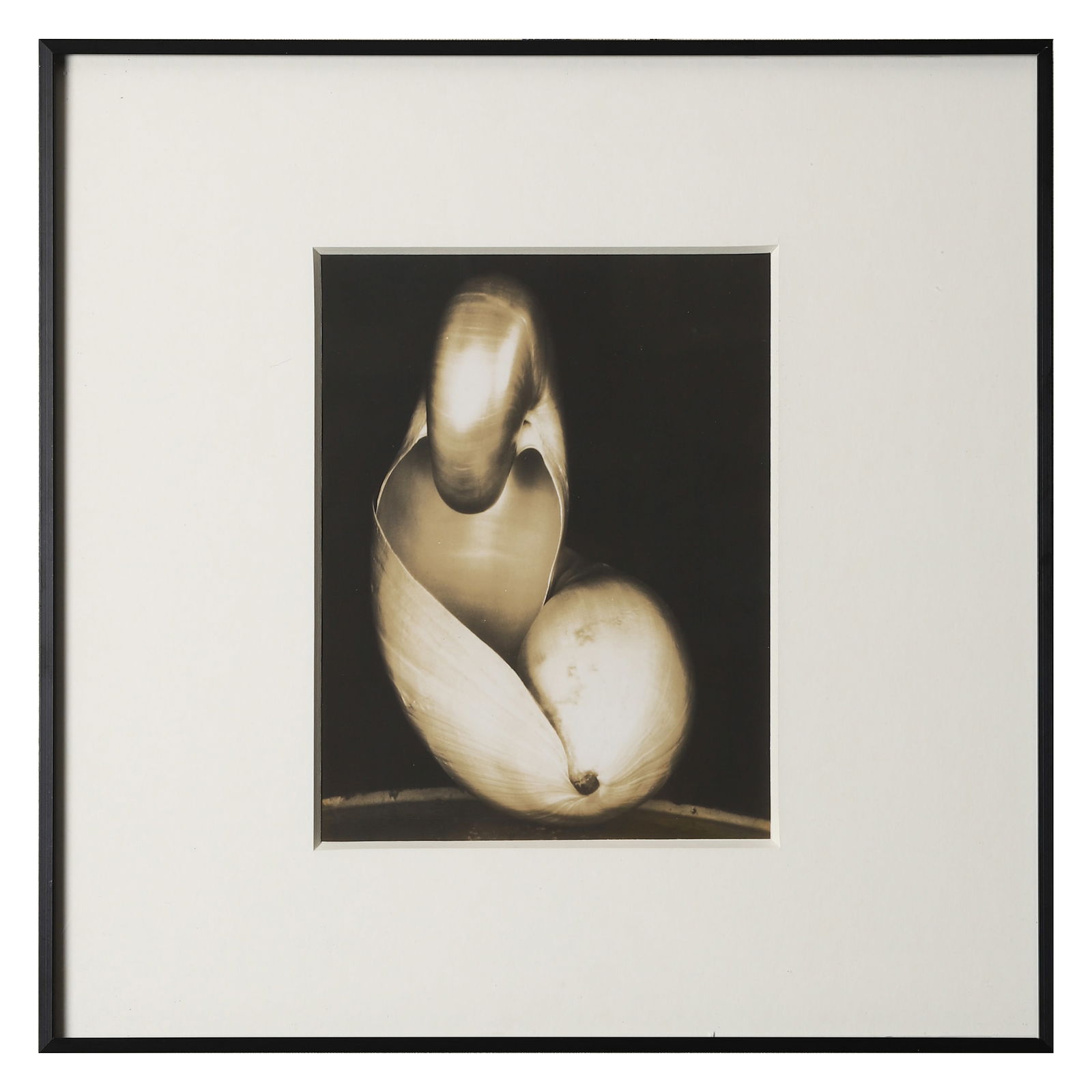 EDWARD WESTON (1886–1958) / COLE WESTON (1919–2003) SHELL: Artist EDWARD WESTON / COLE WESTON Title: Shell Material: Gelatin silver print, mounted on board Signature/Mark: Artist’s stamp and signed in pencil “Cole Weston” on the reverse Dimensions P