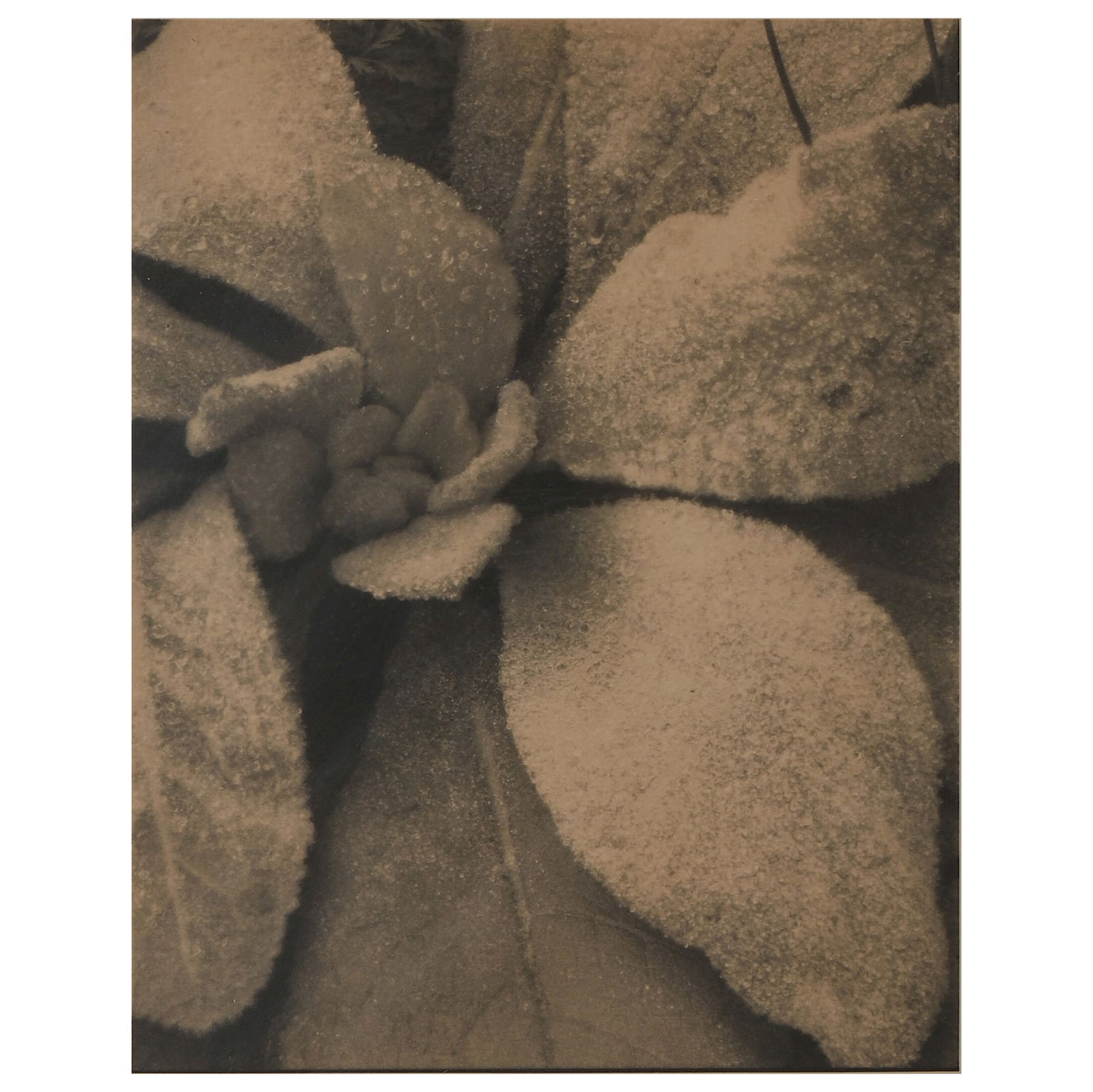 PAUL STRAND (1890–1976) MULLEIN, MAINE, 1927: Artist PAUL STRAND Title: Mullein, Maine Date: 1927 Material: Gelatin silver print, mounted on board Signature/Mark: Signed in pencil “Paul Strand” on the reverse Dimensions Photograph: 7 1/2