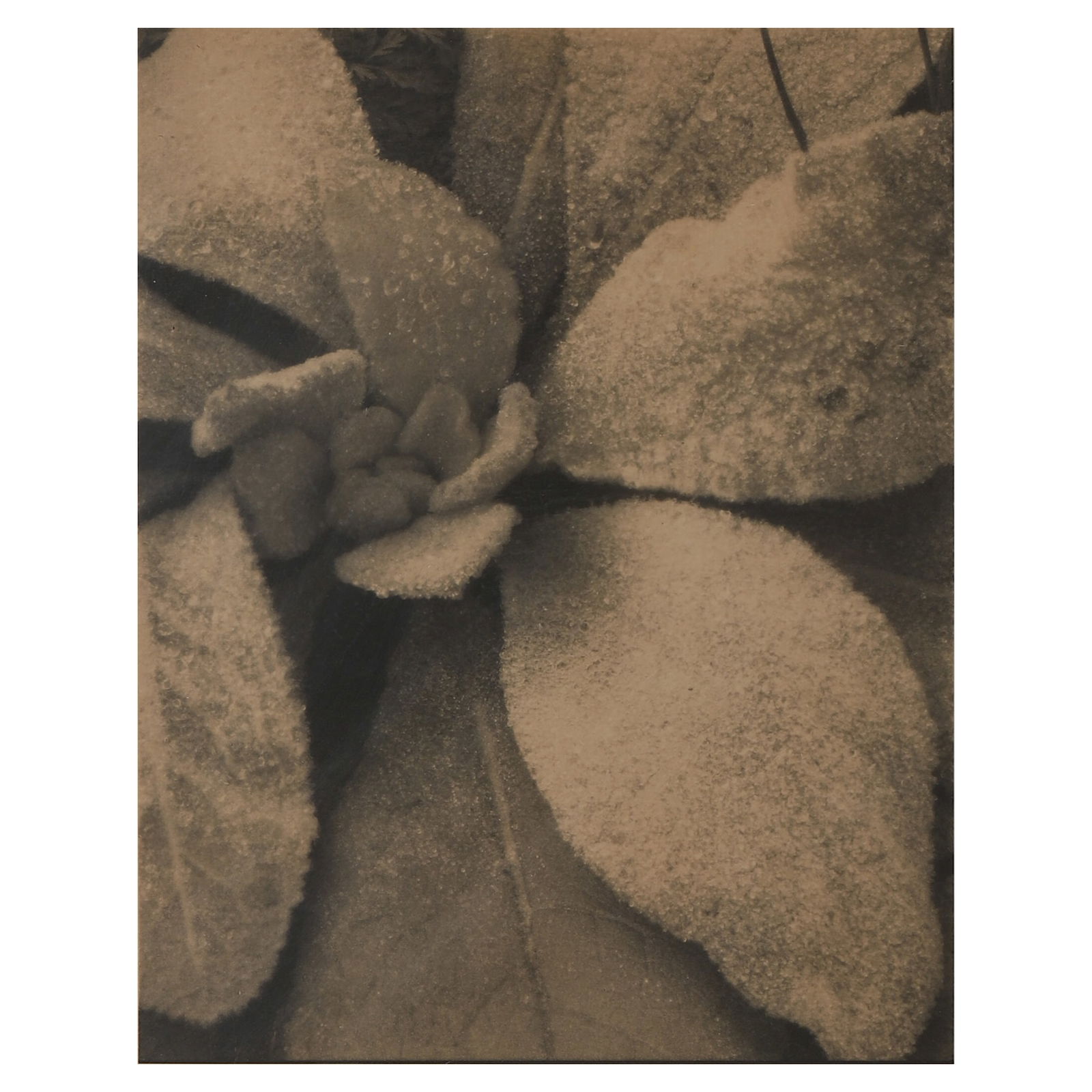 PAUL STRAND (1890–1976) MULLEIN, MAINE, 1927: Artist PAUL STRAND Title: Mullein, Maine Date: 1927 Material: Gelatin silver print, mounted on board Signature/Mark: Signed in pencil “Paul Strand” on the reverse Dimensions Photograph: 7 1/2