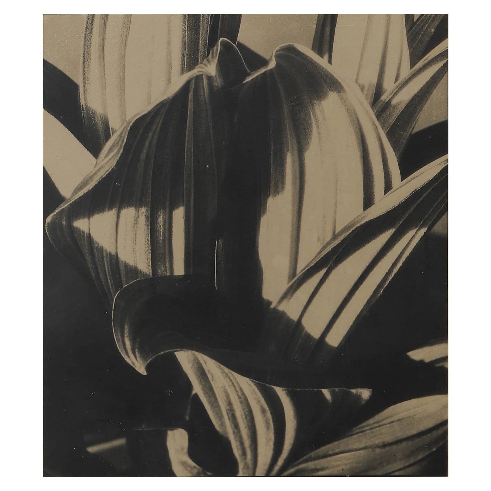 IMOGEN CUNNINGHAM (1883–1976)LEAF PATTERN: Description Artist: IMOGEN CUNNINGHAM (1883–1976) Title: Leaf Pattern Period: Circa 1930s Materials: Gelatin silver print, mounted on board Signature: Signed in pencil "Imogen Cunningham" (lower rig