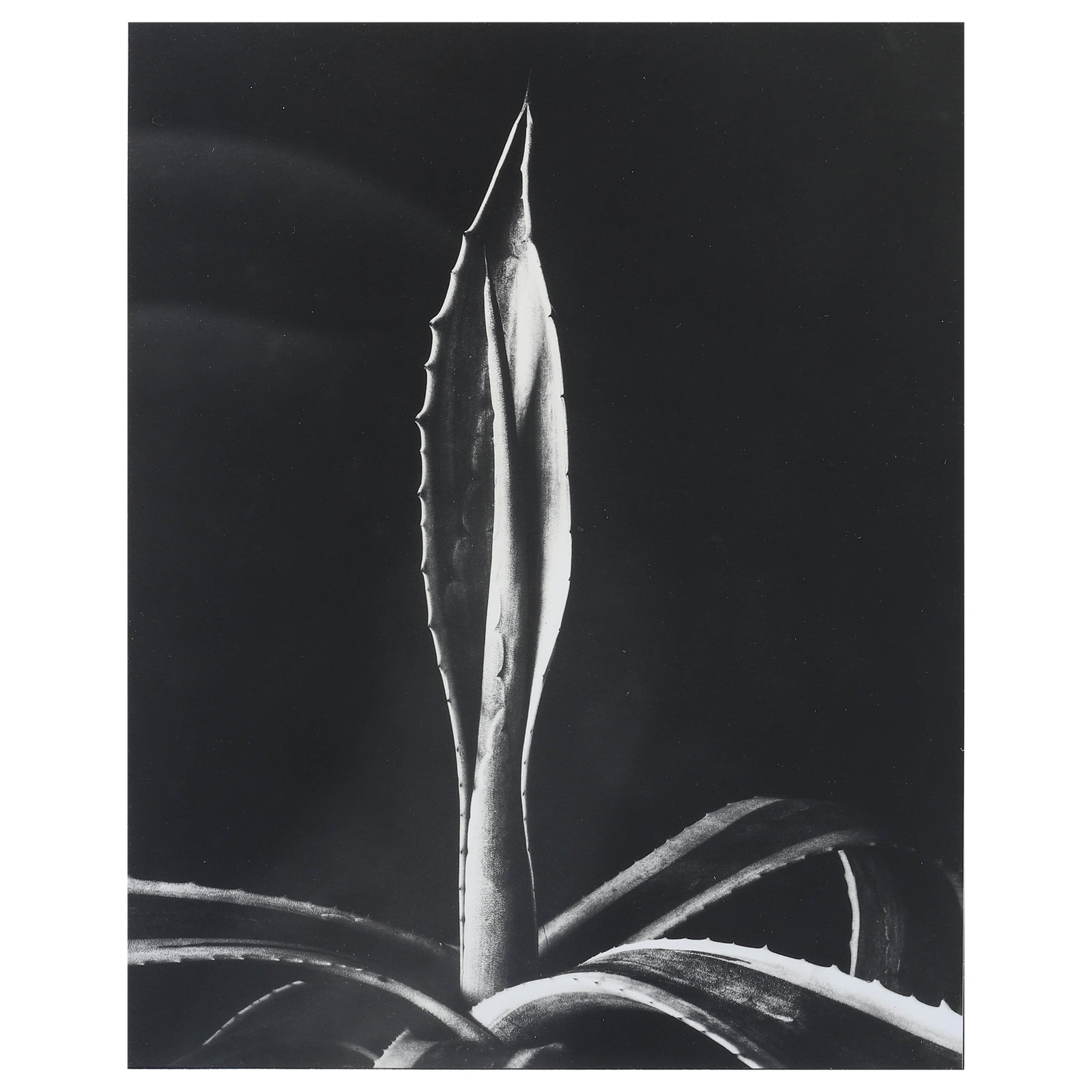 IMOGEN CUNNINGHAM (1883–1976), AGAVE AMERICANUS: Artist Imogen Cunningham Title Agave Americanus Medium Silver gelatin print, mounted on board Signature Signed on recto, labeled on verso Dimensions Photograph: 7 1/2 × 9 3/8 in. (19 × 23.9 cm) Fram