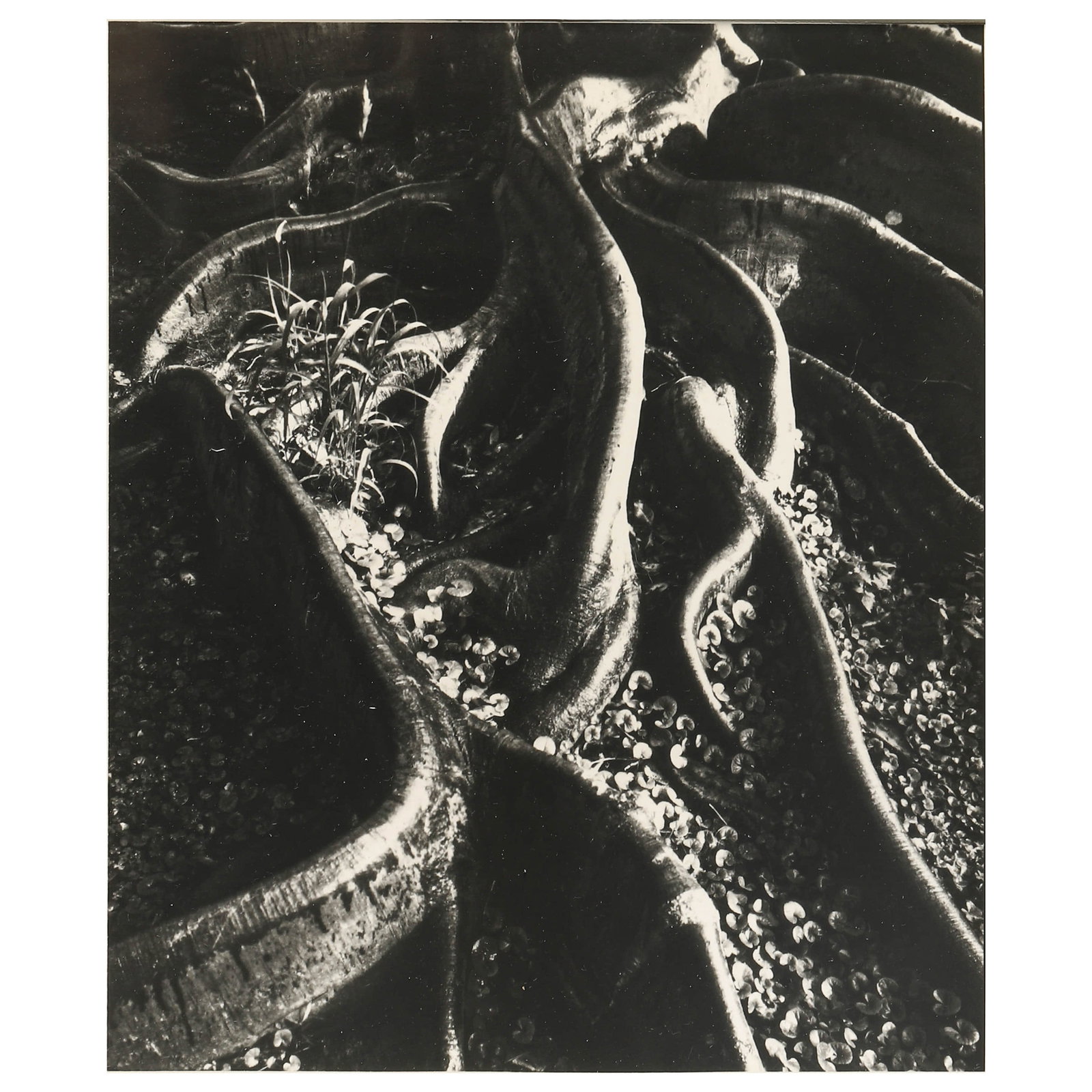 ANSEL ADAMS (1902–1984), ROOTS, FOSTER GARDEN, HONOLULU, HAWAII: Artist Ansel Adams Title ROOTS, FOSTER GARDEN, HONOLULU, HAWAII Medium Silver gelatin print, mounted on board Signature Signed in pencil, lower right recto Dimensions Image 6.26 × 7.52 in. (15.9 × 1
