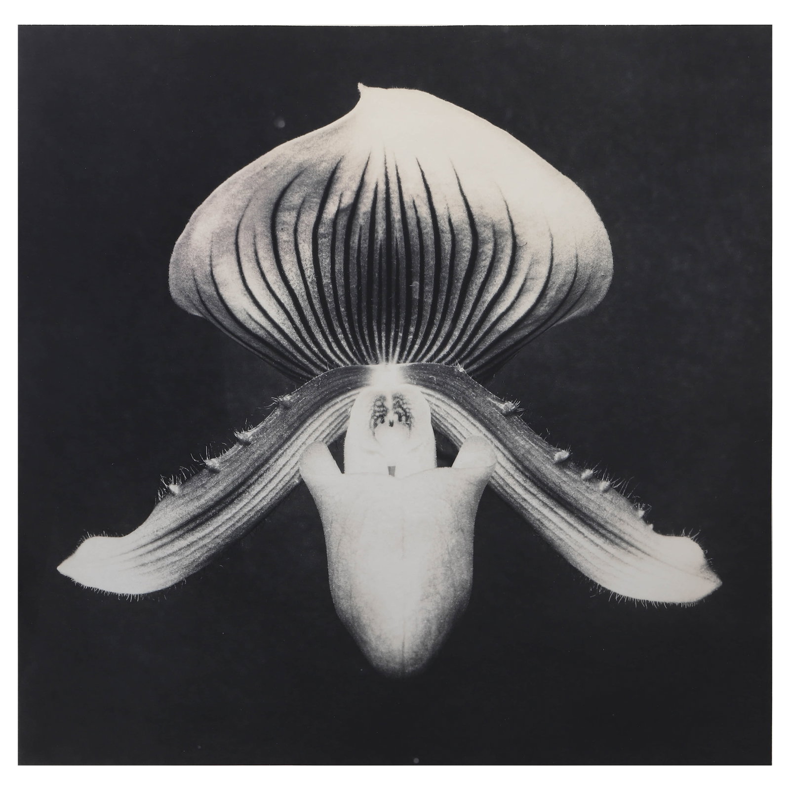 ROBERT MAPPLETHORPE (1946–1989)ORCHID (1 of 4)