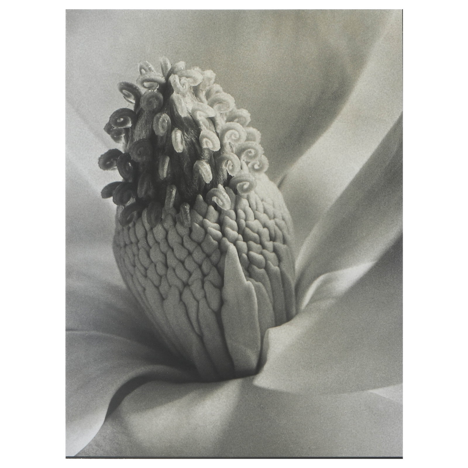 IMOGEN CUNNINGHAM (1883–1976), MAGNOLIA BLOSSOM (TOWER OF JEWELS) (1 of 4)
