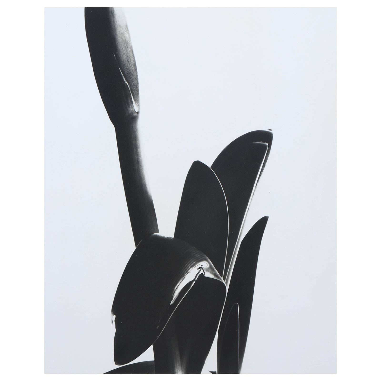 IMOGEN CUNNINGHAM (1883–1976), AMARYLLIS: Artist Imogen Cunningham Title Amaryllis Medium Silver gelatin print, mounted on board Signature Signed on recto, labeled on verso Dimensions Photograph: 9 3/8 × 7 1/2 in. (23.7 × 19.1 cm) Frame: