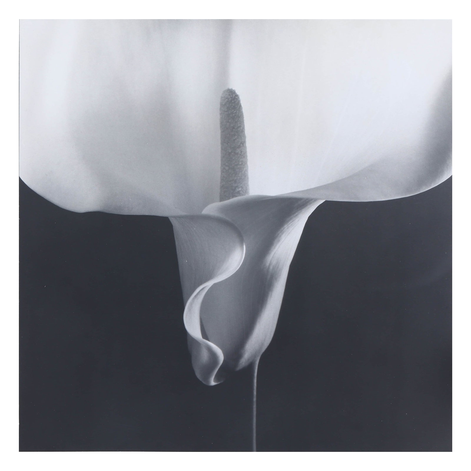 ROBERT MAPPLETHORPE (AMERICAN, 1946–1989)CALLA LILY (1 of 4)