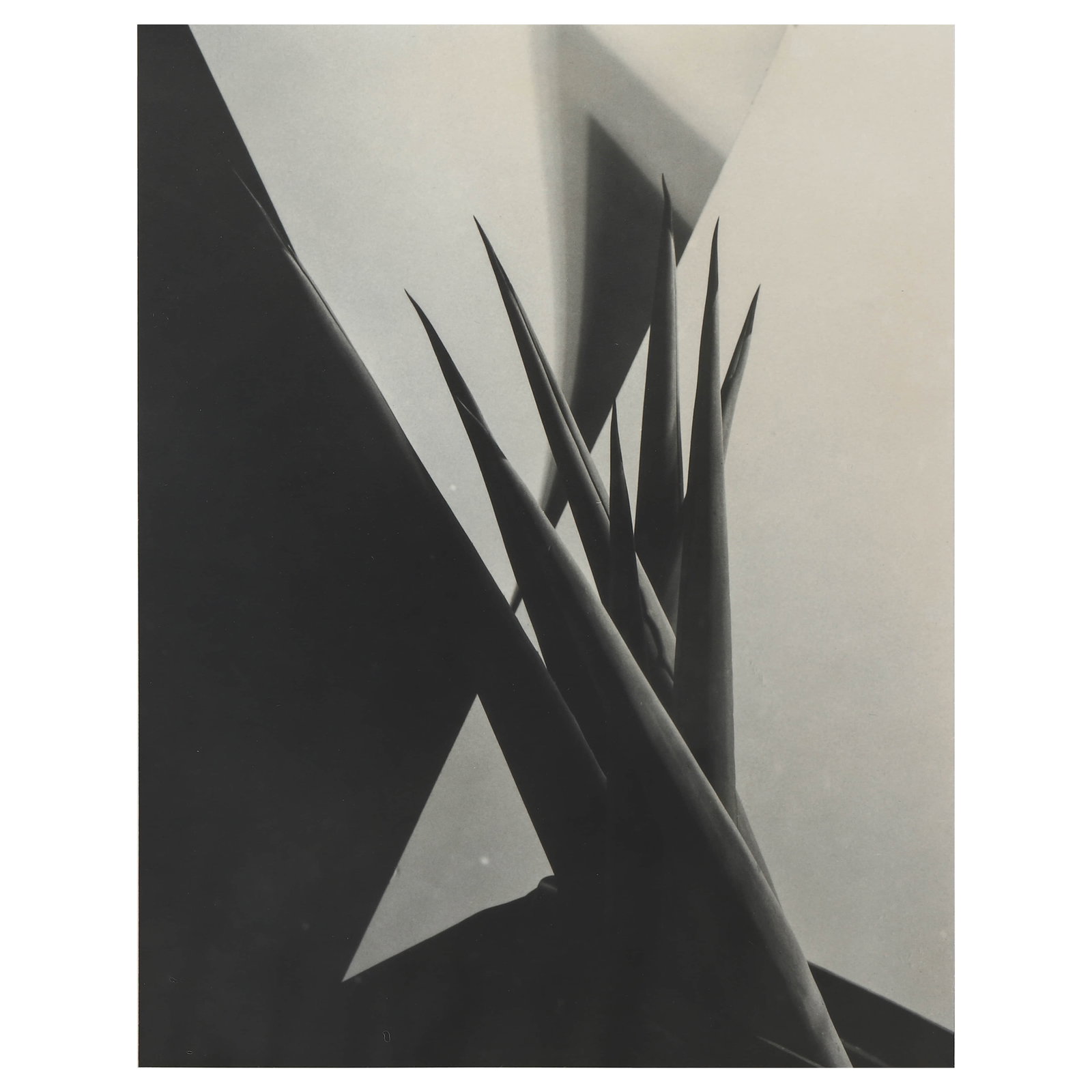 IMOGEN CUNNINGHAM (1883–1976), AGAVE DESIGN 1: Artist Imogen Cunningham Title Agave Design 1, 1920s—printed later Medium Silver gelatin print, mounted on board Signature Signed on recto, labeled on verso Dimensions Photograph: 9 7/8 × 12 5/8