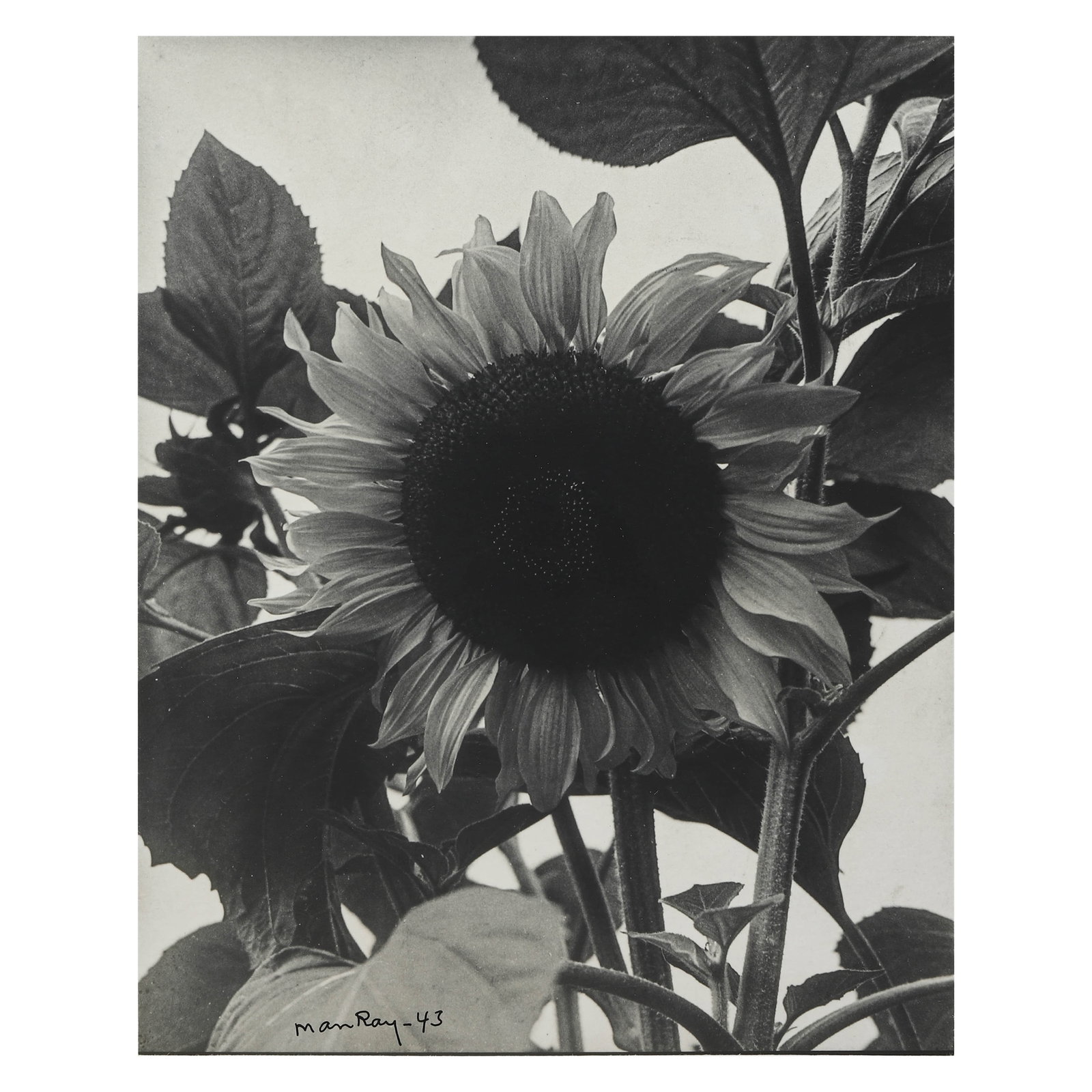 MAN RAY (1890–1976), SUNFLOWER: Artist Man Ray Title Sunflower Medium Silver gelatin print, mounted on board Signature Signed on recto Dimensions Photograph: 7 1/4 × 9 1/8 in. (18.4 × 23.1 cm) Frame: 15 3/4 × 15 3/4 in. (40 × 40