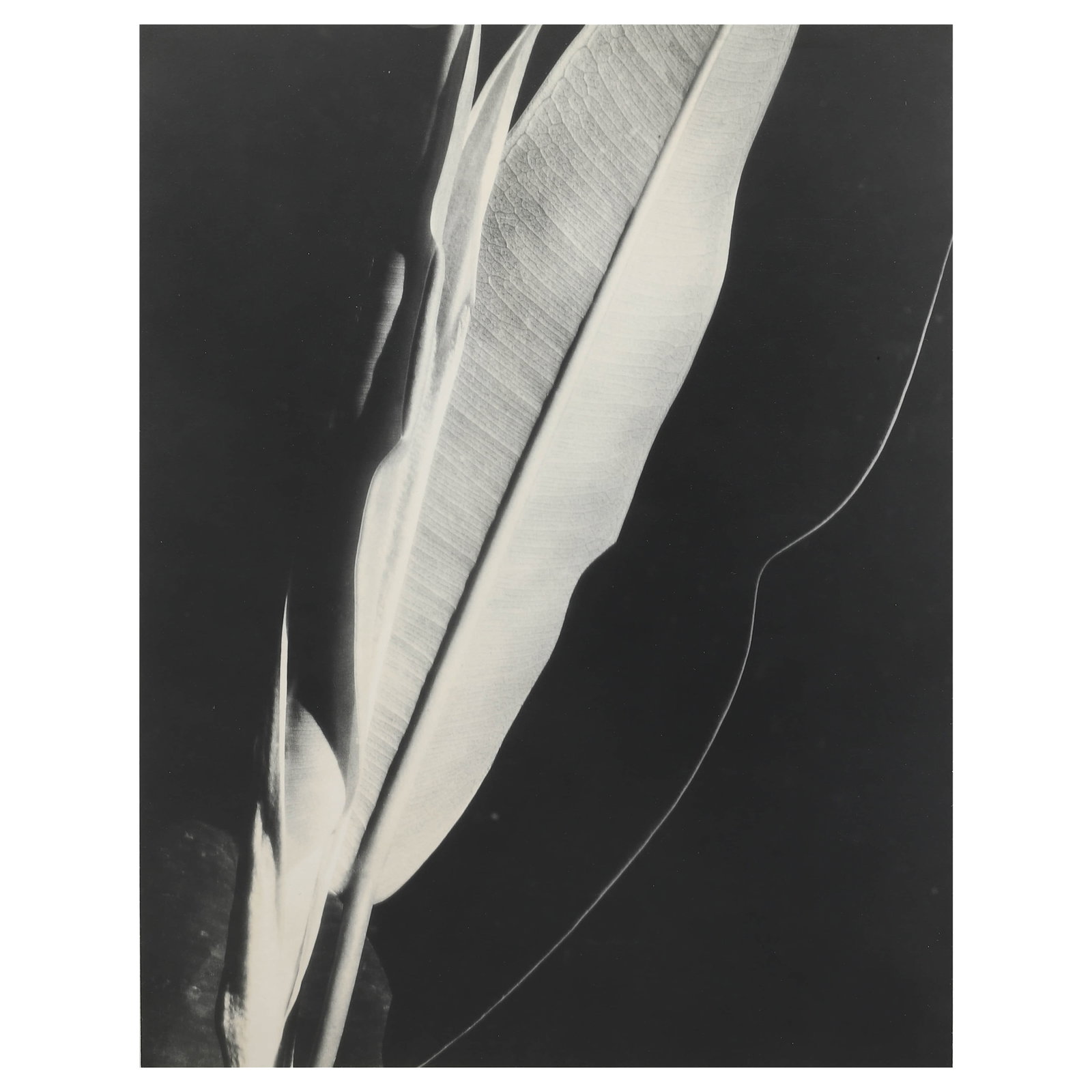 IMOGEN CUNNINGHAM (1883â€“1976), RUBBER PLANT (1 of 4)