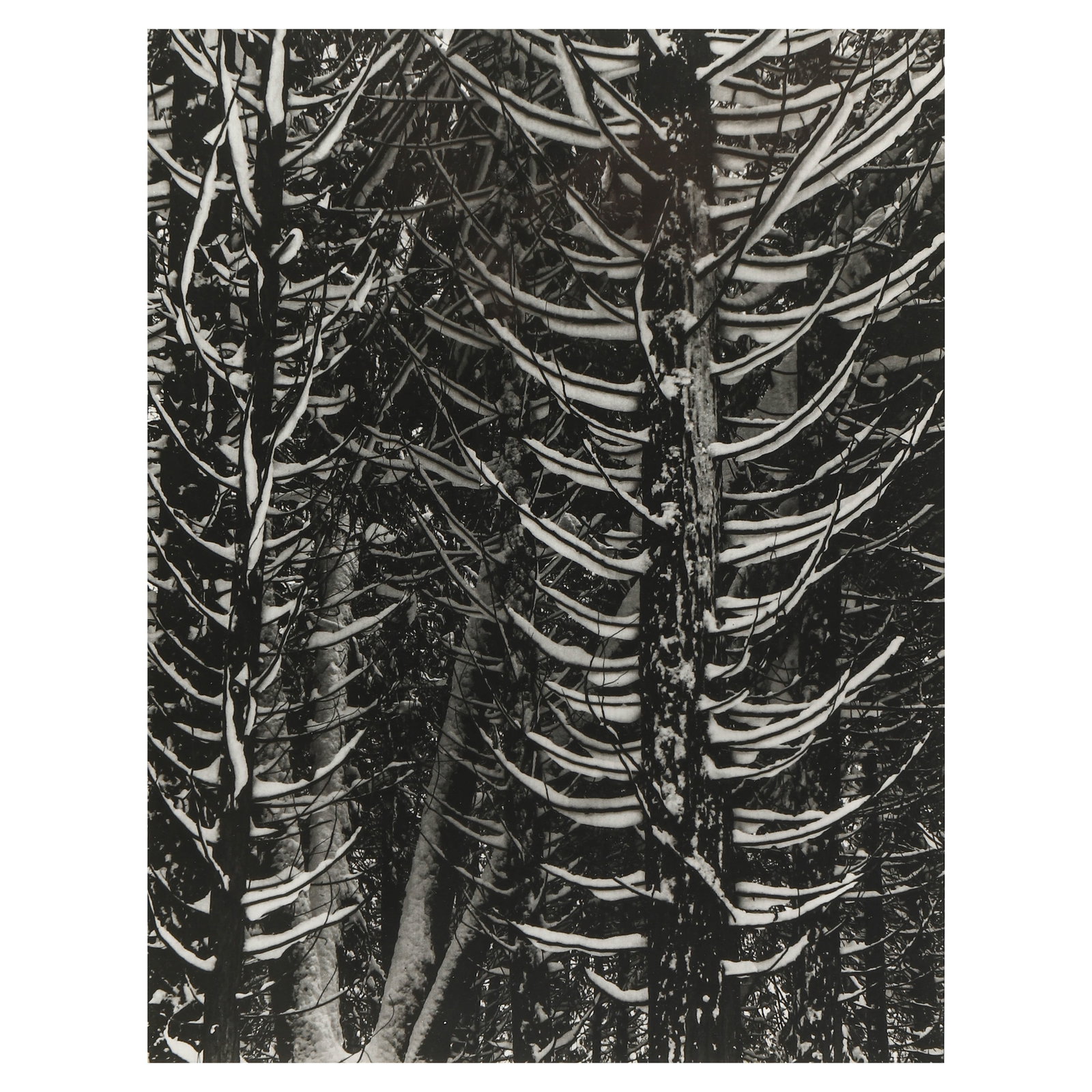 ANSEL ADAMS (1902–1984), FOREST DETAIL-WINTER: Artist Ansel Adams Title Forest Detail-Winter Medium Silver gelatin print, mounted on board Signature Signed in pencil, lower right recto Dimensions Image 7.60 × 9.80 in. (19.3 × 24.9 cm); Frame 15.