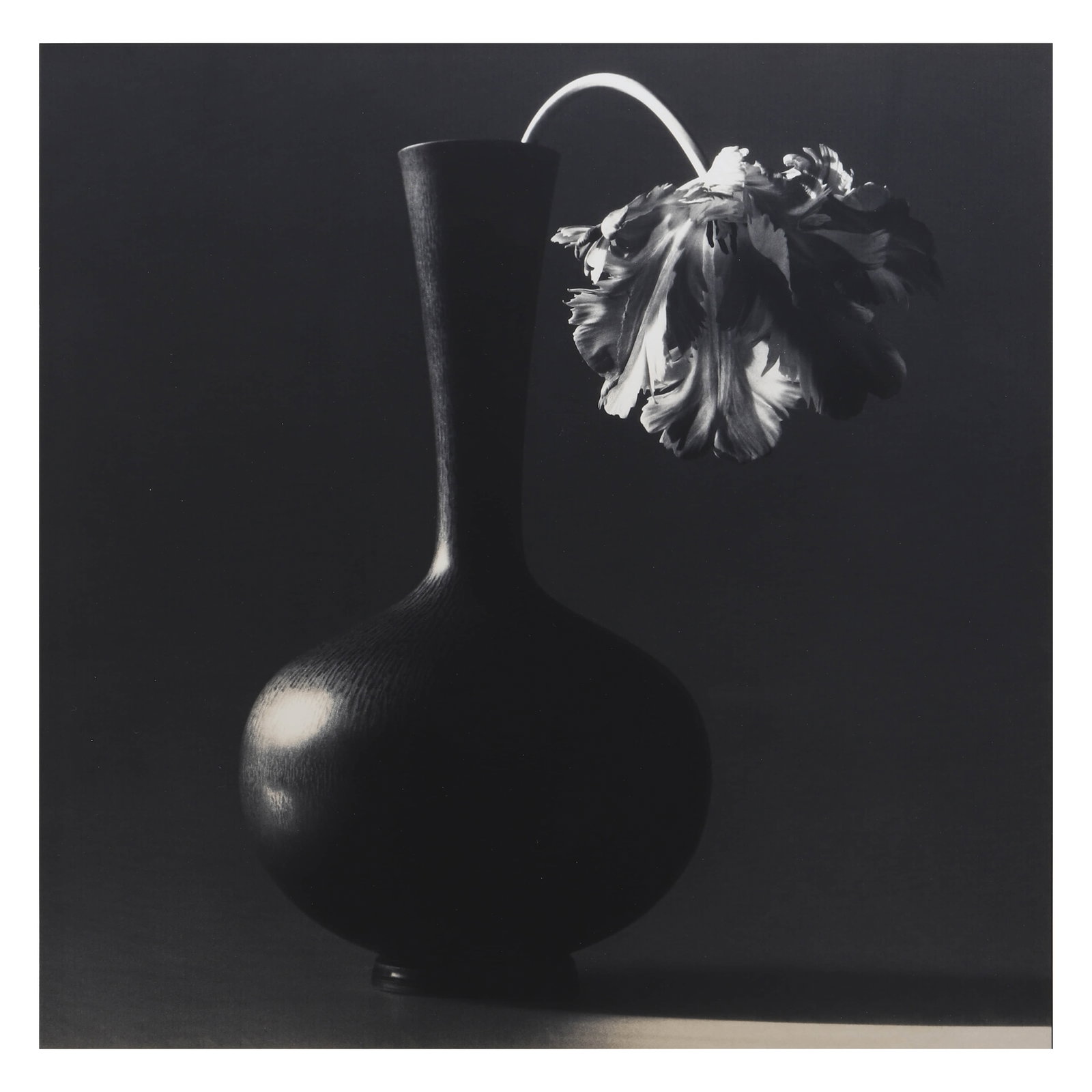 ROBERT MAPPLETHORPE (1946–1989)TULIP (1 of 4)