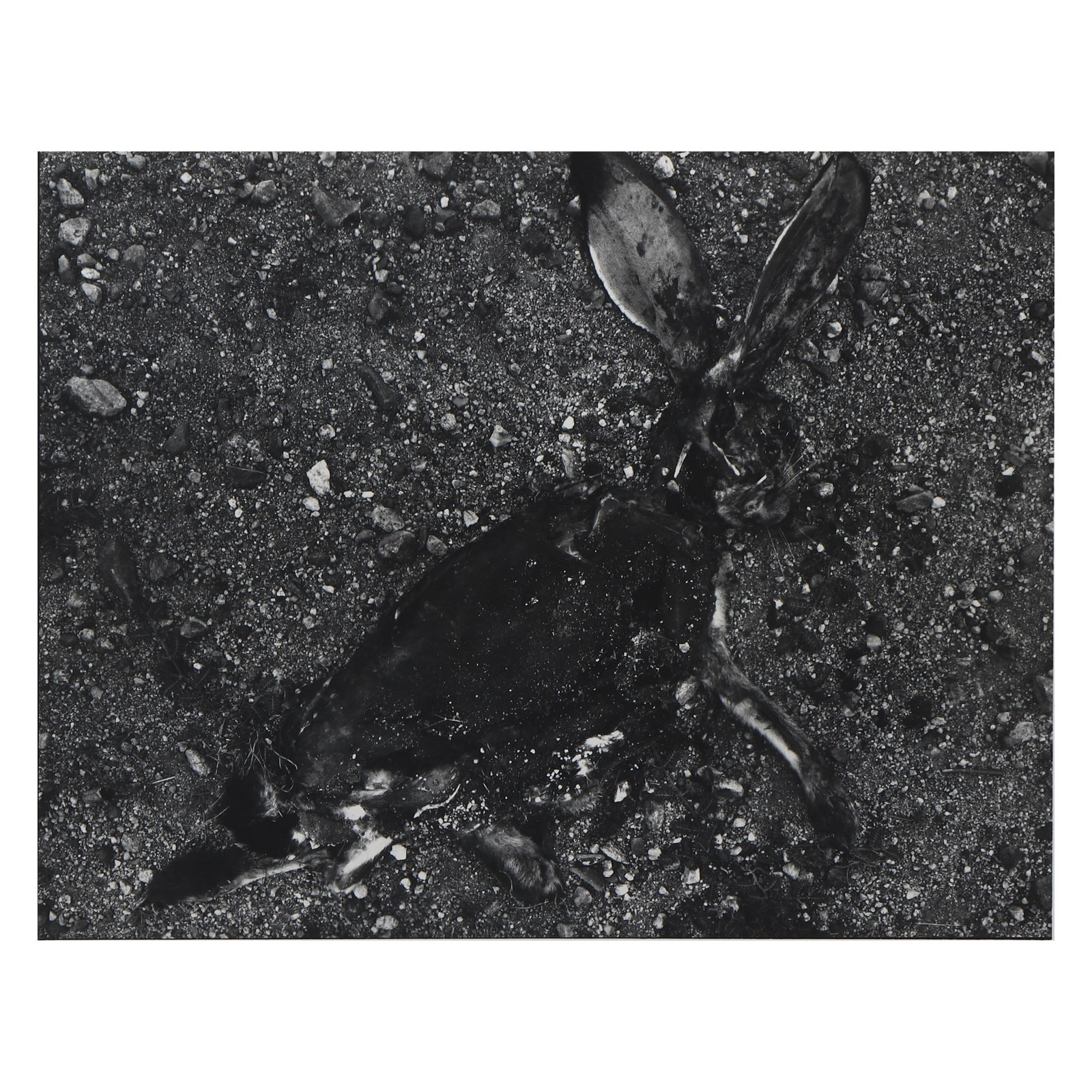 FREDERICK SOMMER (1905–1999), JACK RABBIT (1 of 4)