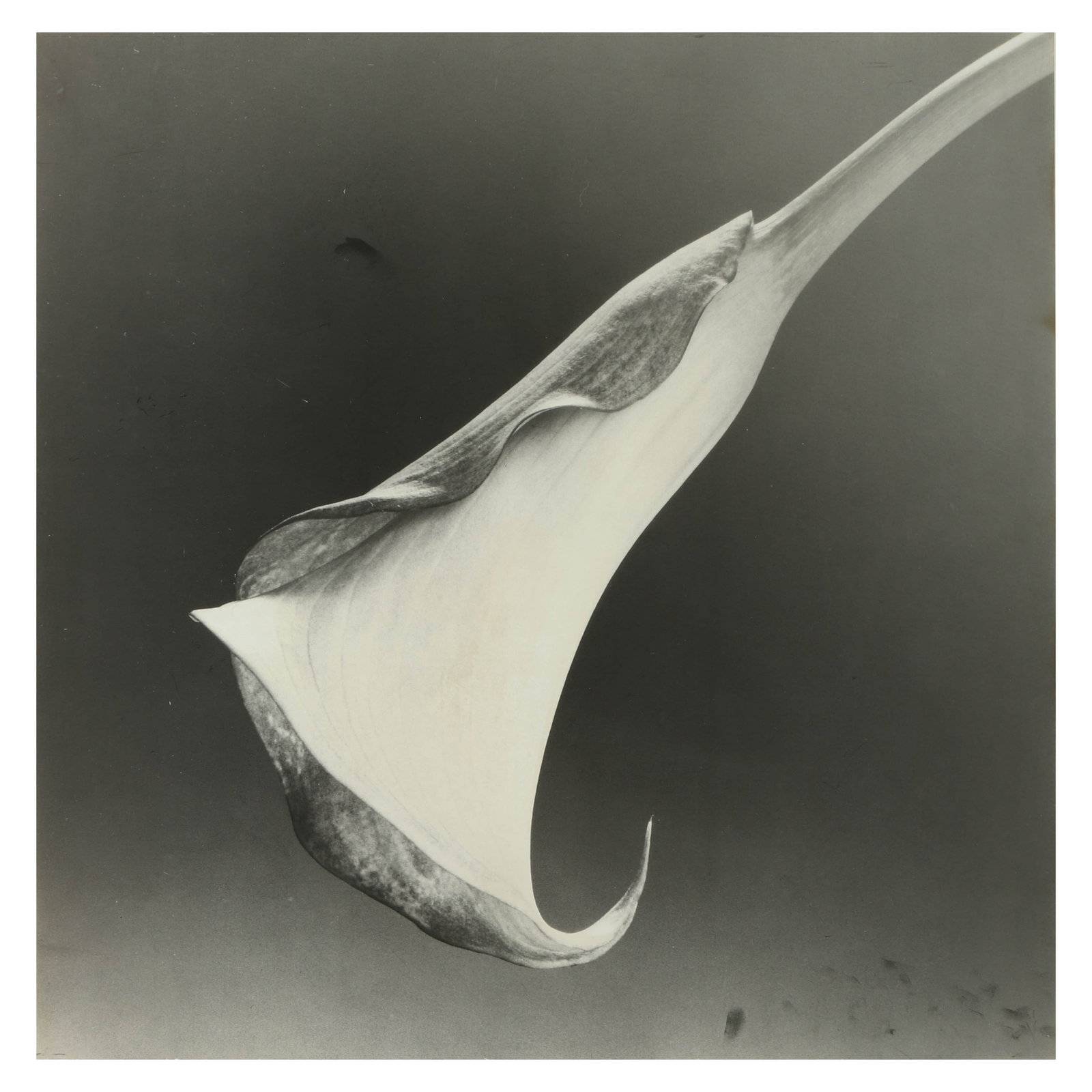 ROBERT MAPPLETHORPE (1946–1989)CALLA LILY (1 of 4)