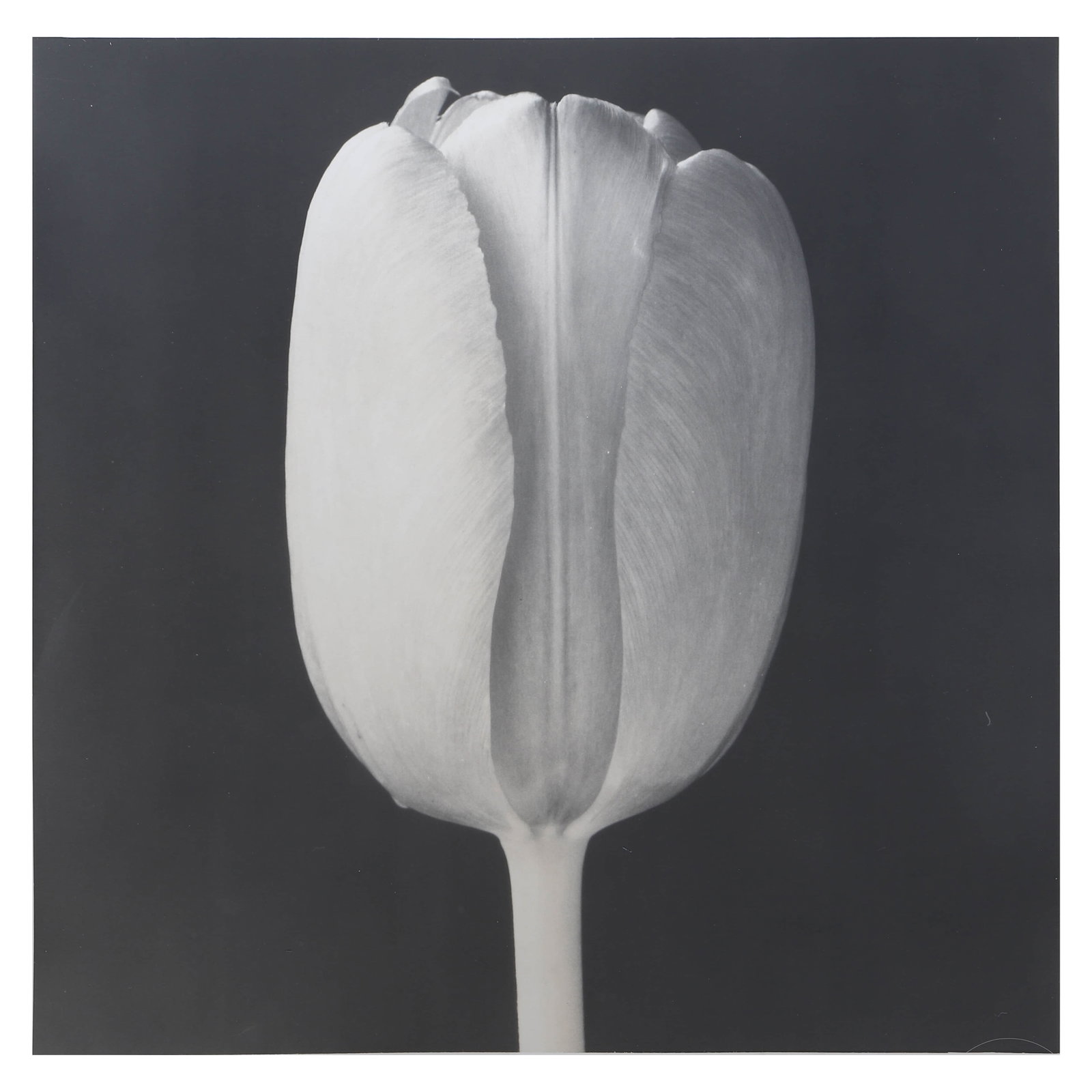 ROBERT MAPPLETHORPE (1946–1989), TULIP NEGATIVE 1988 (1 of 4)