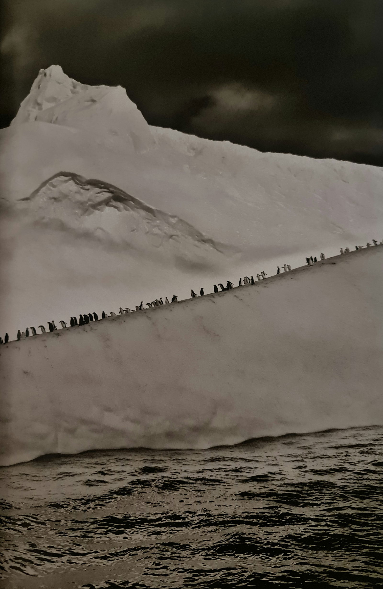 Sebastiao Salgado, Chinstrap penguins on an iceberg, South Sandwich Islands, South Georgia, 2009: Photographer: Sebastiao Ribeiro Salgado Junior is a Brazilian social documentary photographer and photojournalist. He has traveled to over 120 countries for his photographic projects. Most of these ha