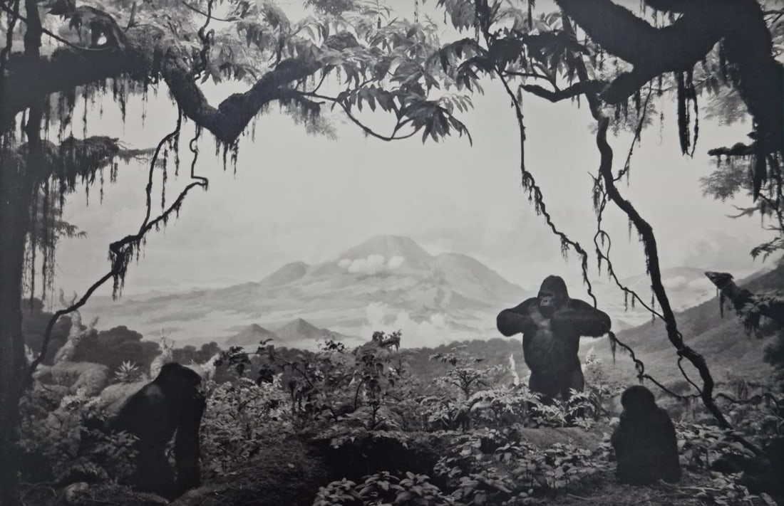 Hiroshi Sugimoto, Gorilla, 1980 (1 of 1)