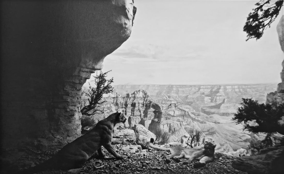 Hiroshi Sugimoto, Mountain Lion, 1980 (1 of 1)