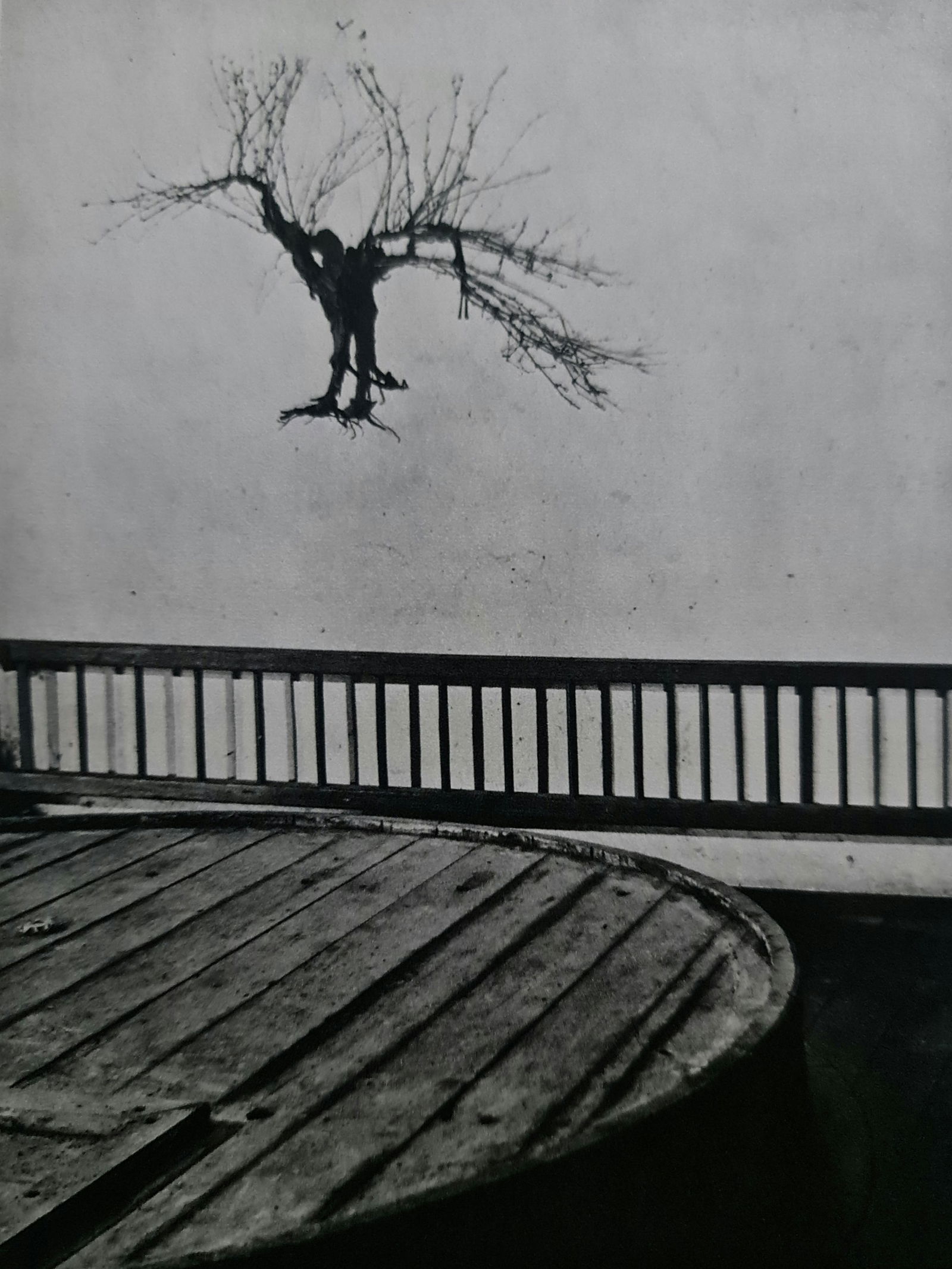 Brassai, Vine Stock in a Wine Cellar, 1955: Photographer: Brassai (pseudonym of Gyula Halász, 1899 – 1984) - historically important Hungarian photographer, sculptor and filmmaker who rose to fame in France. Title: Vine Stock in a Wine Cellar