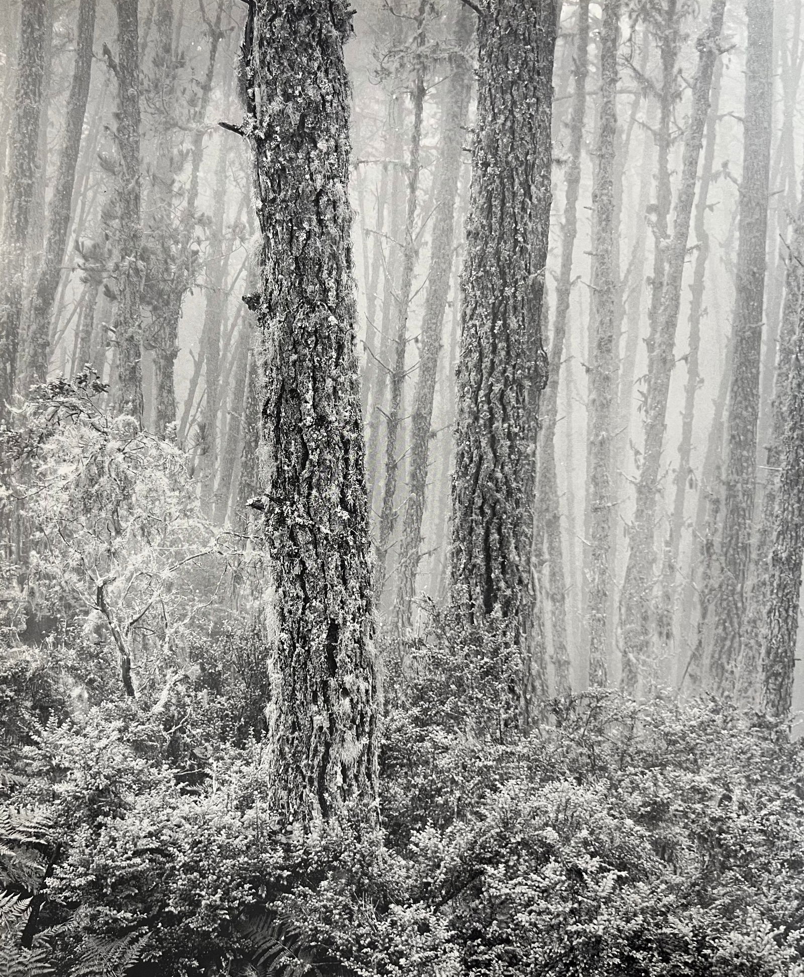 Artist: Wynn Bullock Title: Untitled Year: 1950's Date Of Print: 1971 Approximate Dimensions: 12 x: Artist: Wynn Bullock Title: Untitled Year: 1950's Date Of Print: 1971 Approximate Dimensions: 12 x 10 Mat size: 20 x 16 inches Print/Printmaer: The Scrimshaw Press Medium: Sheet-Fed Photogravure Condi