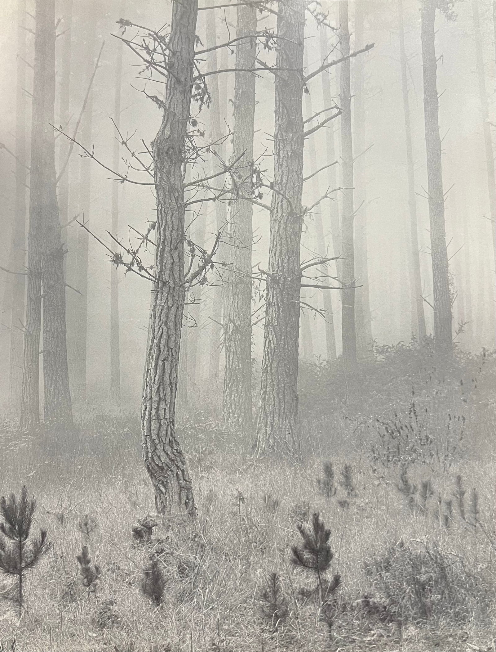 Artist: Wynn Bullock Title: Untitled Year: 1950's Date Of Print: 1971 Approximate Dimensions: 12 x: Artist: Wynn Bullock Title: Untitled Year: 1950's Date Of Print: 1971 Approximate Dimensions: 12 x 10 Mat size: 20 x 16 inches Print/Printmaer: The Scrimshaw Press Medium: Sheet-Fed Photogravure Condi