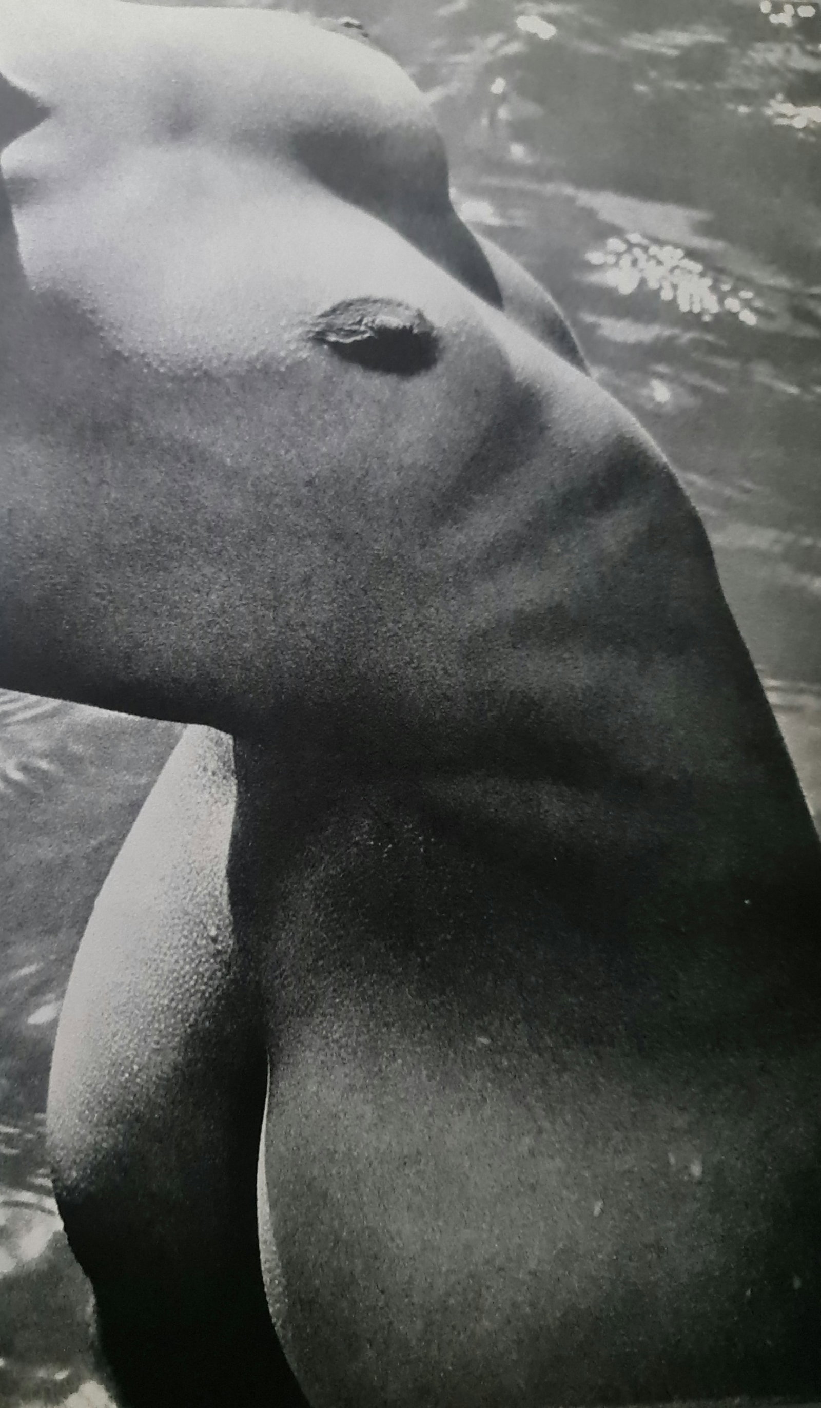 Lucien Clergue, Stretching in the Ocean, 1960's: Photographer: Lucien Clergue (France, 1934 - 2014) - renowned French photographer with a diverse body of work, he is perhaps best known for his dynamic female nude studies in and around water which of