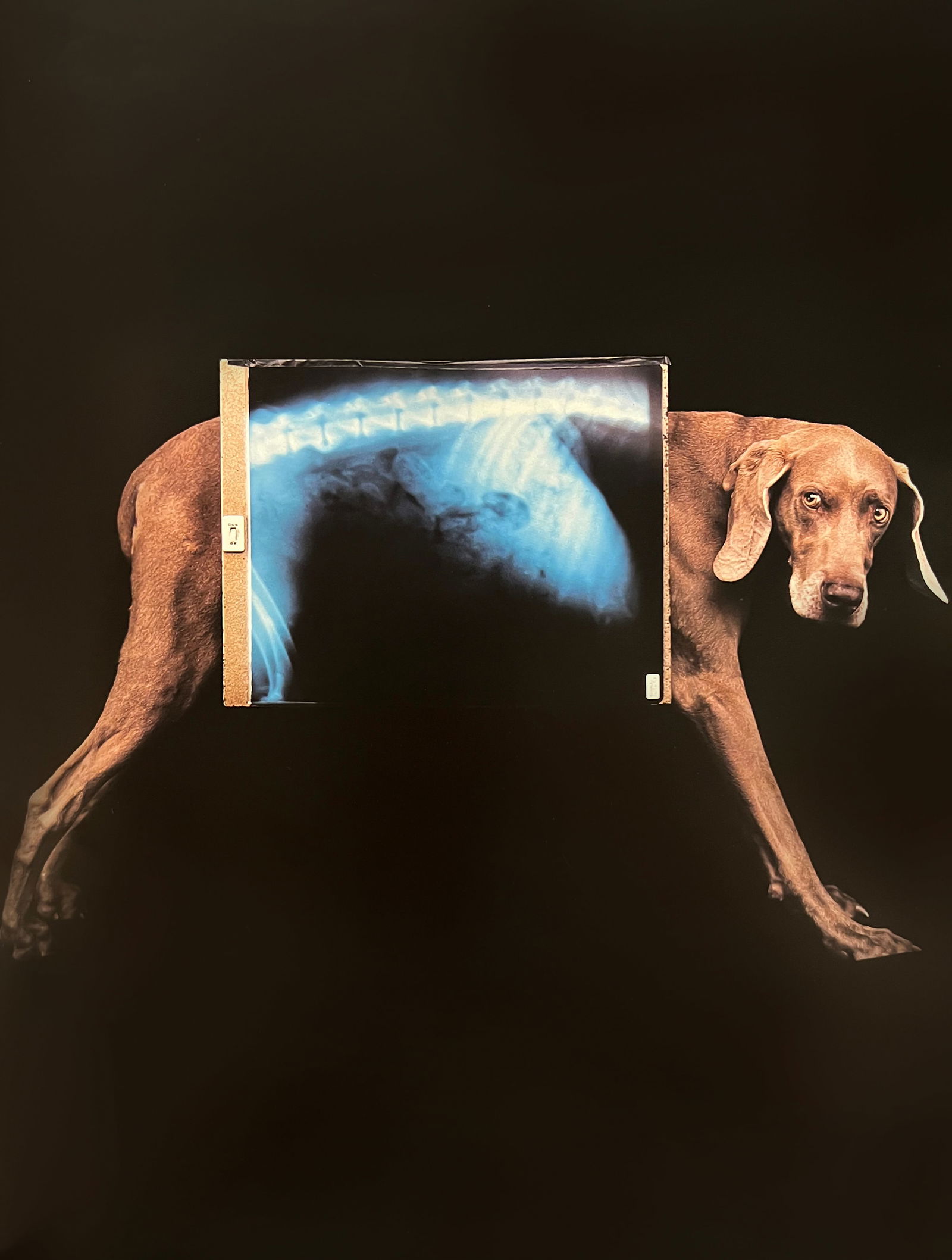 William Wegman, X-Ray: Photographer: William Wegman Subject/Title: X-Ray Type Of Print: Photogravure Date Of Print: 1994 Publisher: Library Of Congress Cataloging Approximate Image Size: 11 x 8 inches Mount Board Size Appro