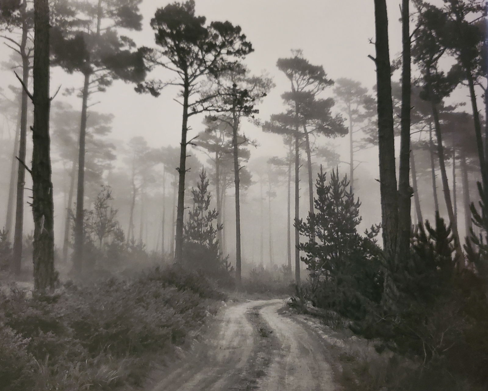 Ansel Adams, Road and Fog, Del Monte Forest, Pebble Beach, California, 1964 (1 of 1)